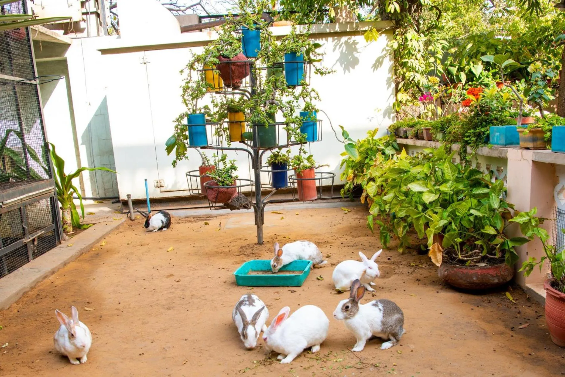 Garden in Tara Niwas