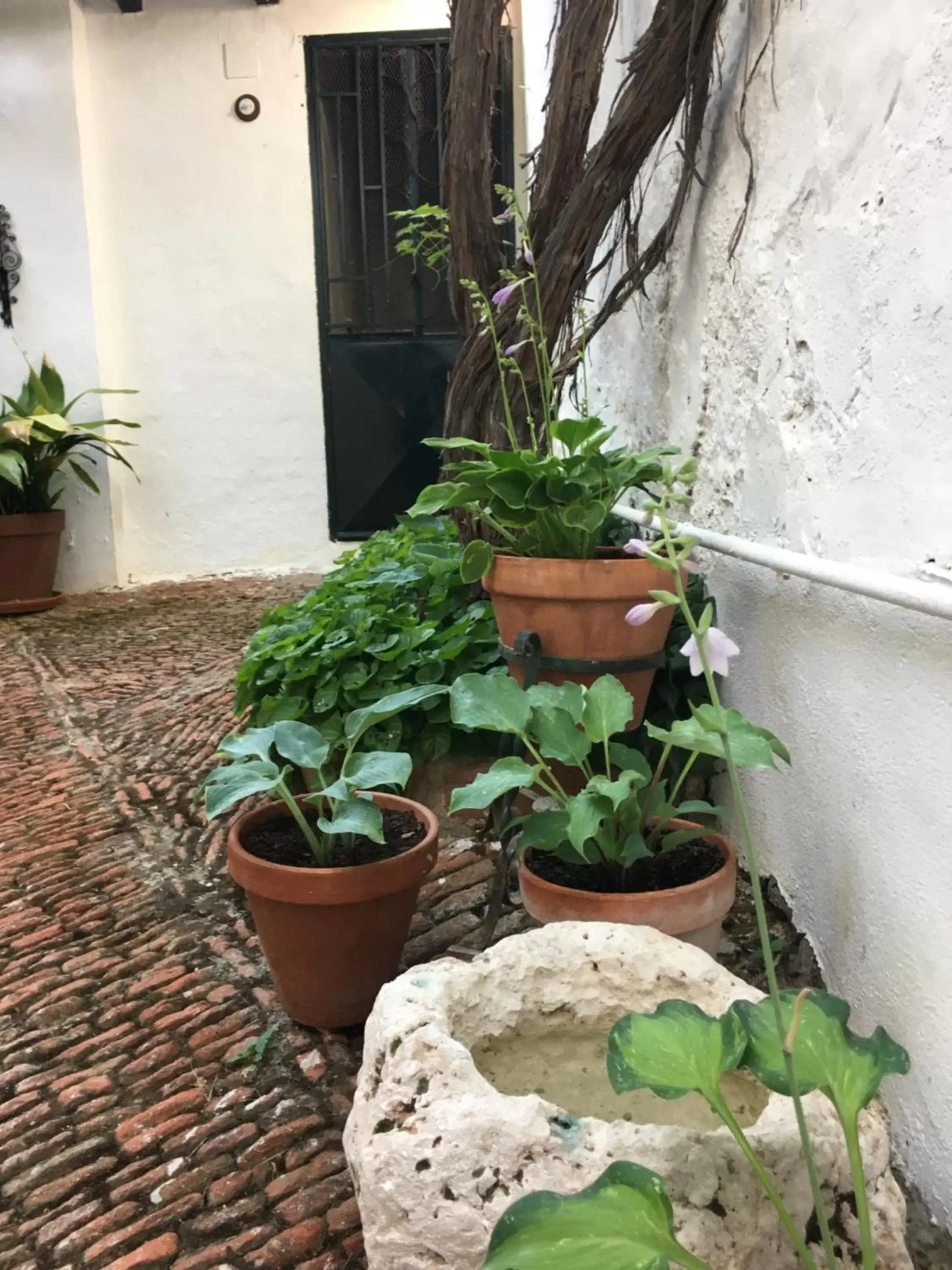 Garden in Casa San Roque