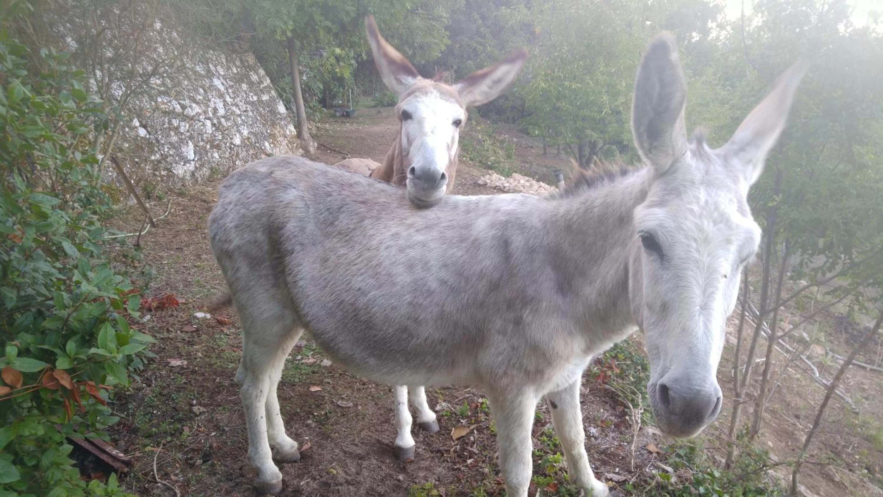 Animals in Le Moulin de Varrians