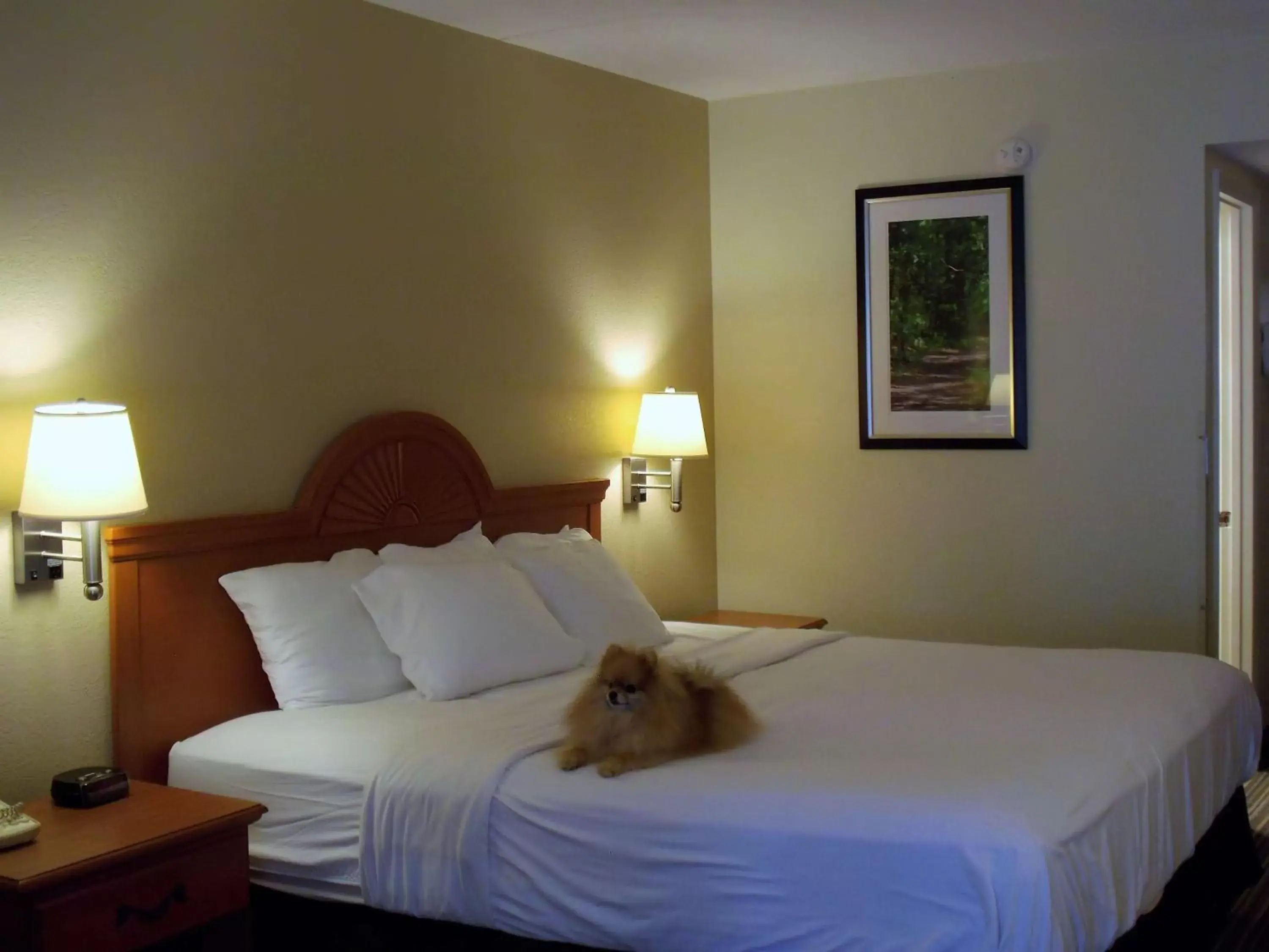 Photo of the whole room, Bed in Best Western of Murphy