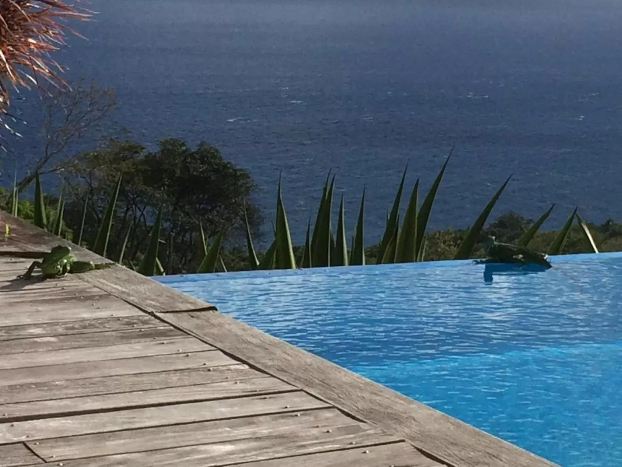 Villa Cajou chambres d'hôtes chez l'habitant et Zanzibar cottage