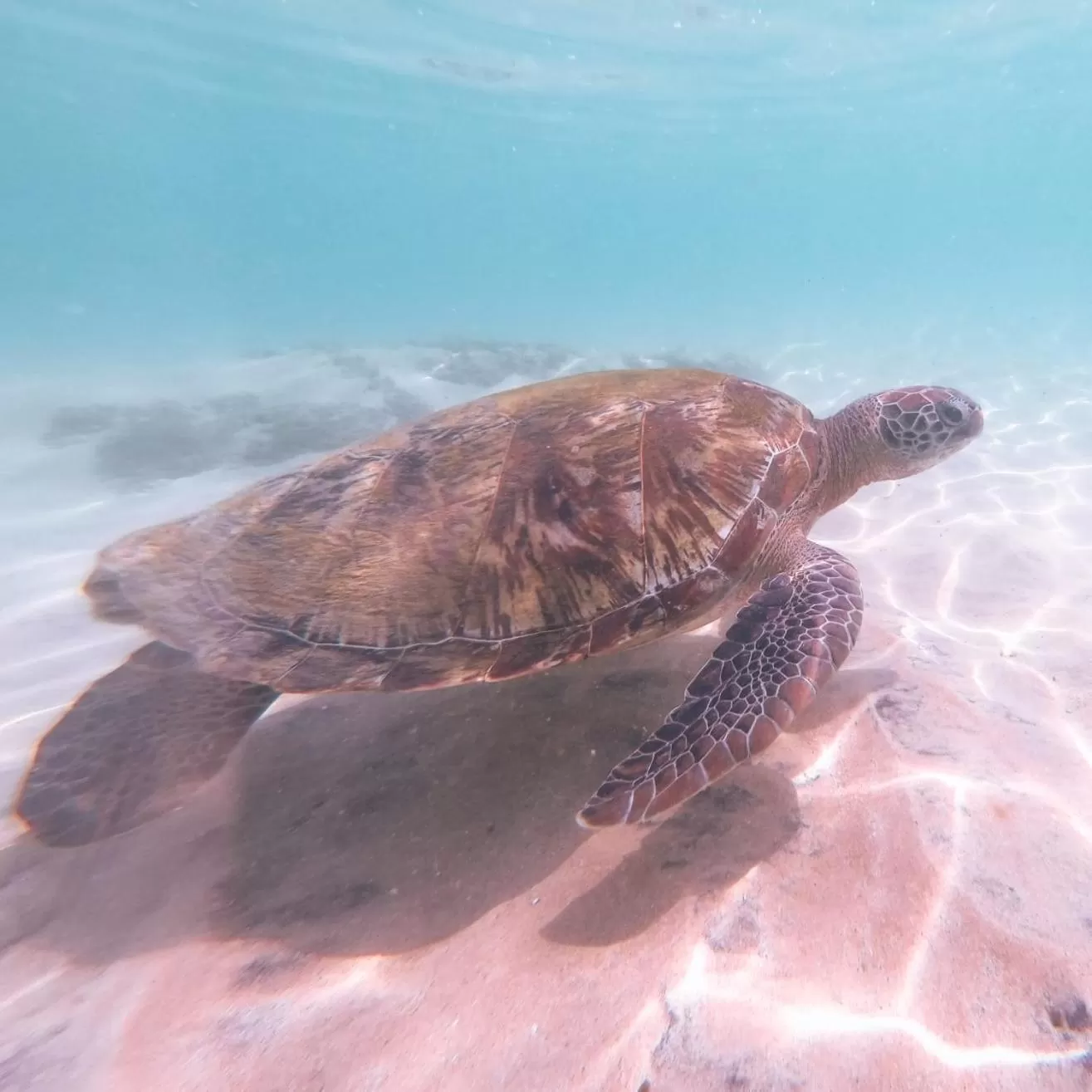 Animals in Galawatta Beach Resort