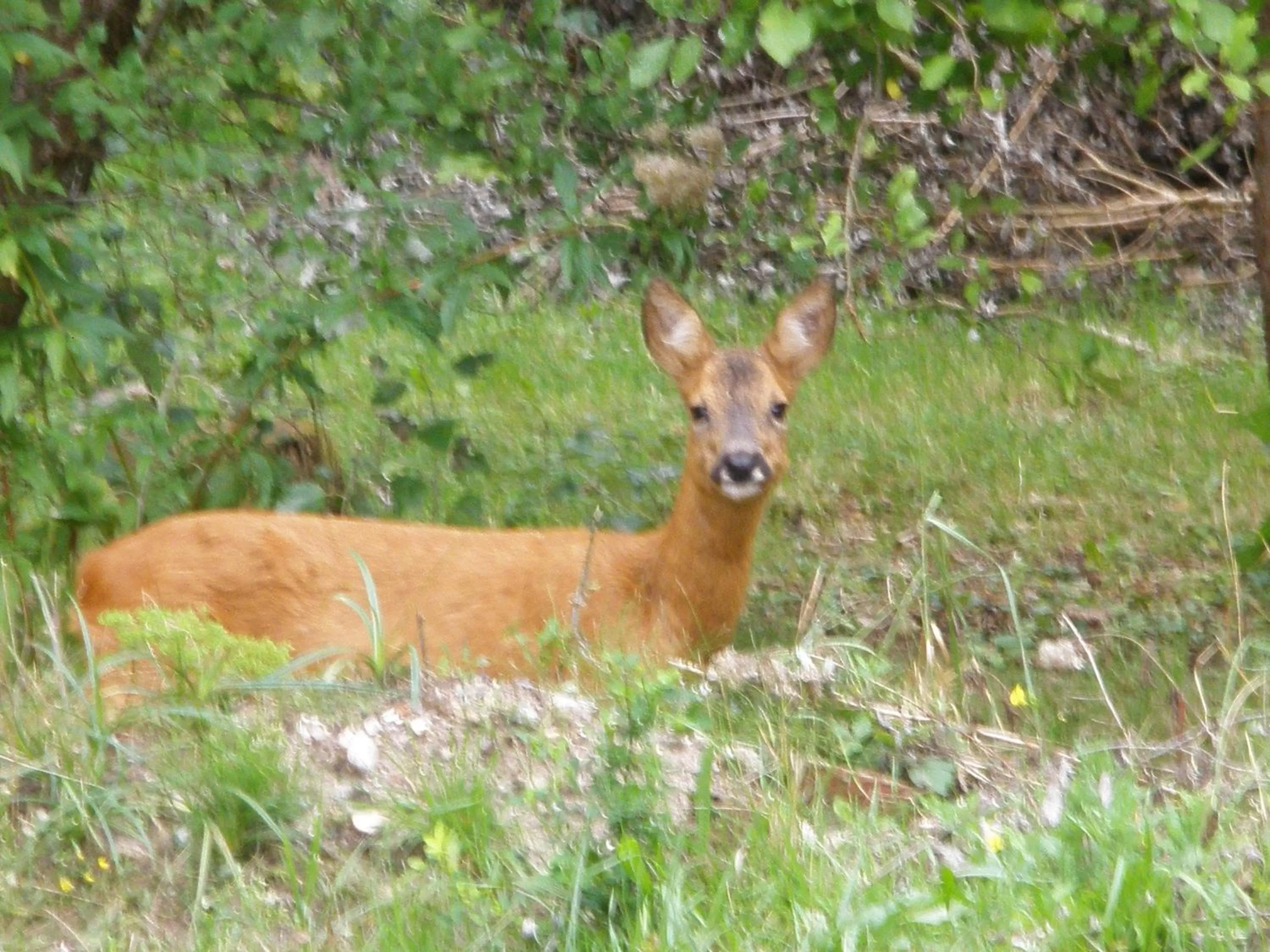 Animals in La Caronnière