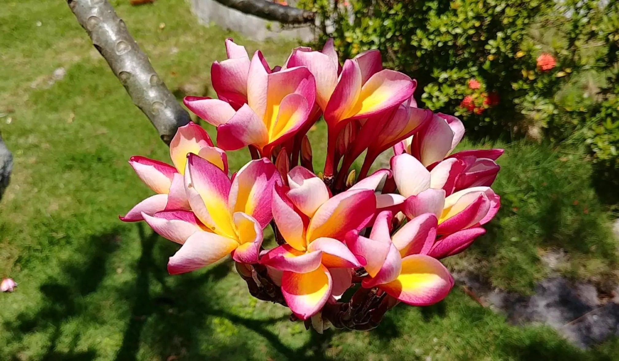 Garden in Moalboal T Breeze Coastal Resort