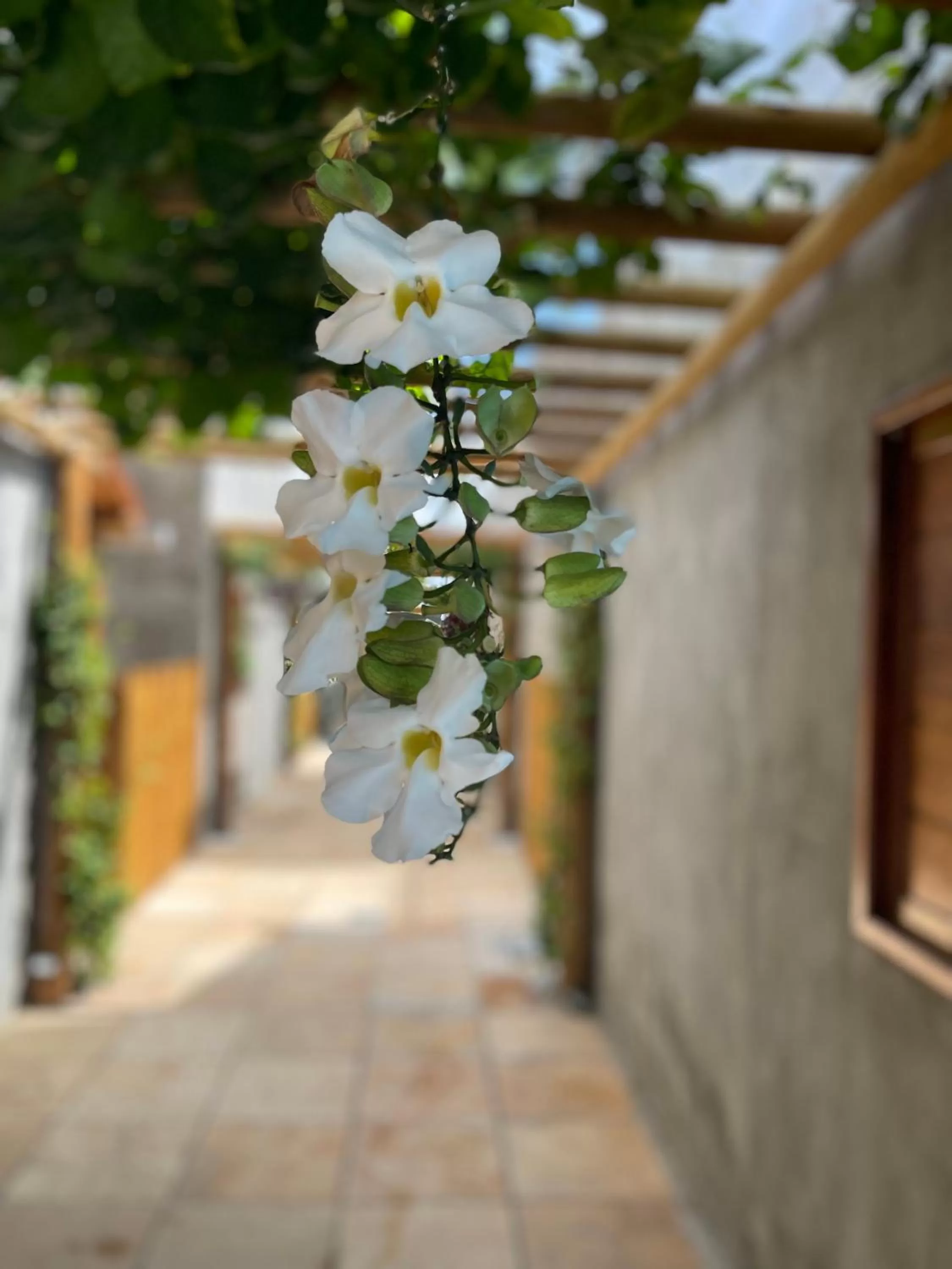 Spring in Chalé Palhano Beach
