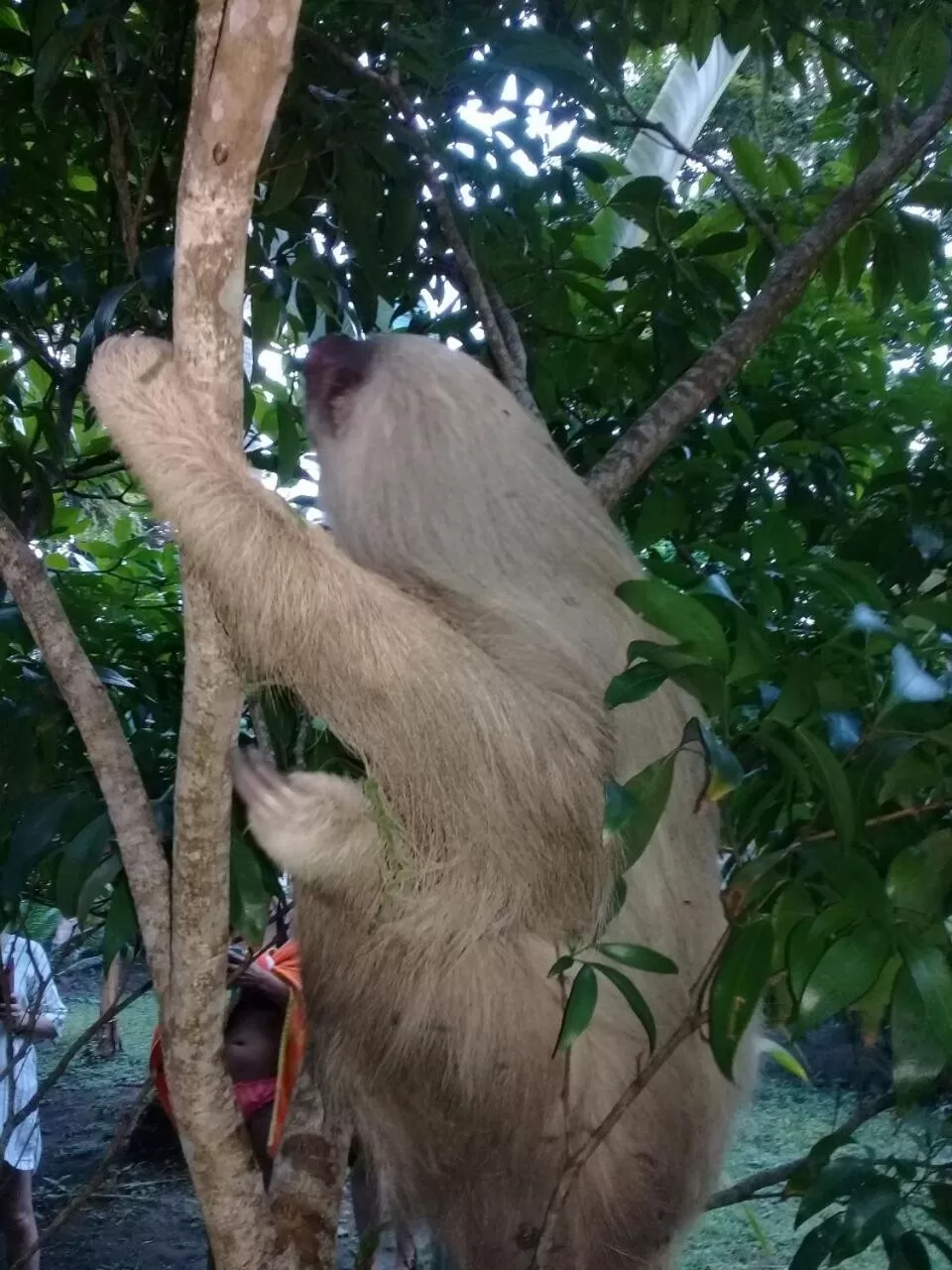 Animals, Other Animals in Hotel Playa Westfalia