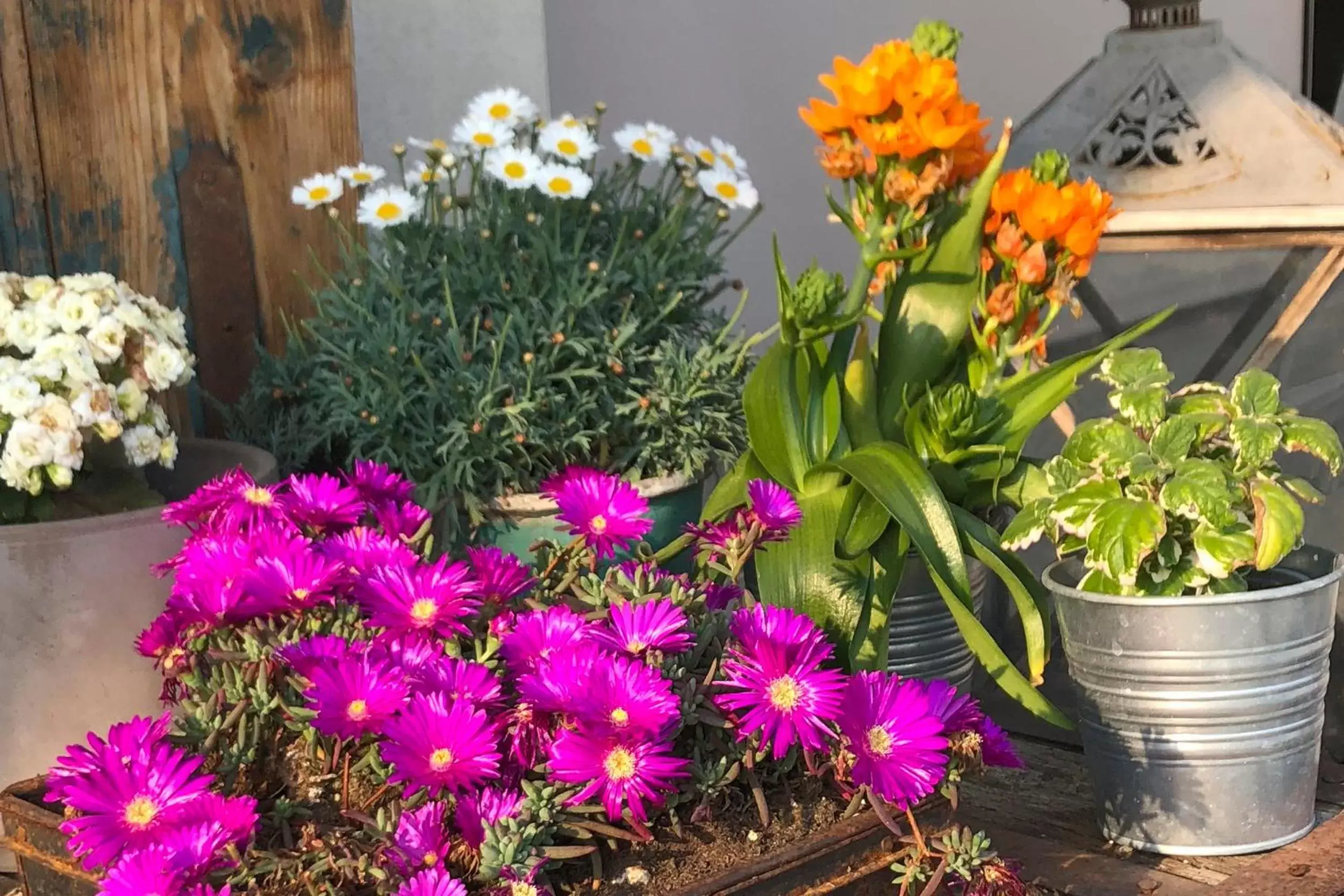 Garden view in A Casa Di Ita