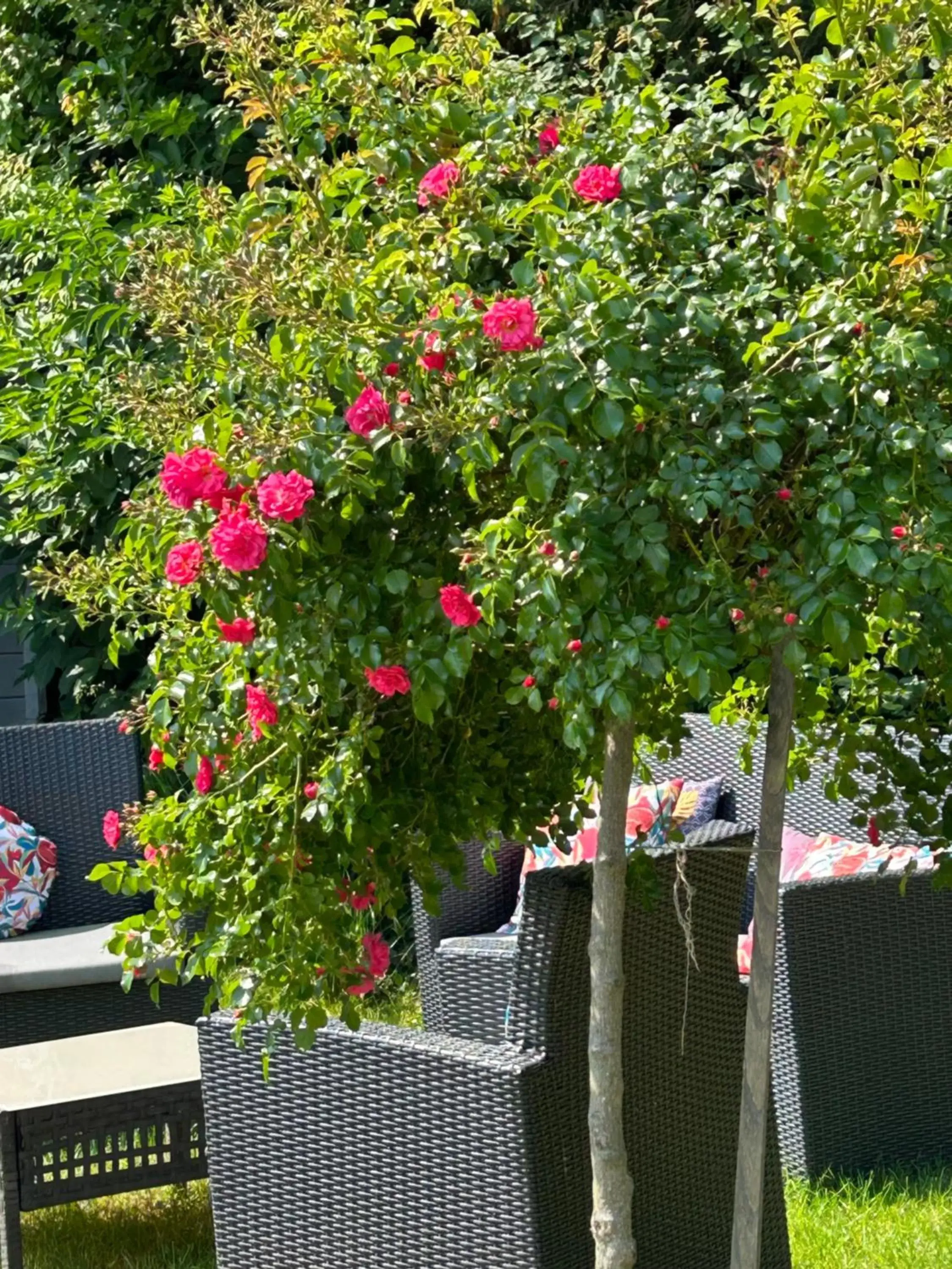 Garden in La Glycine B&B