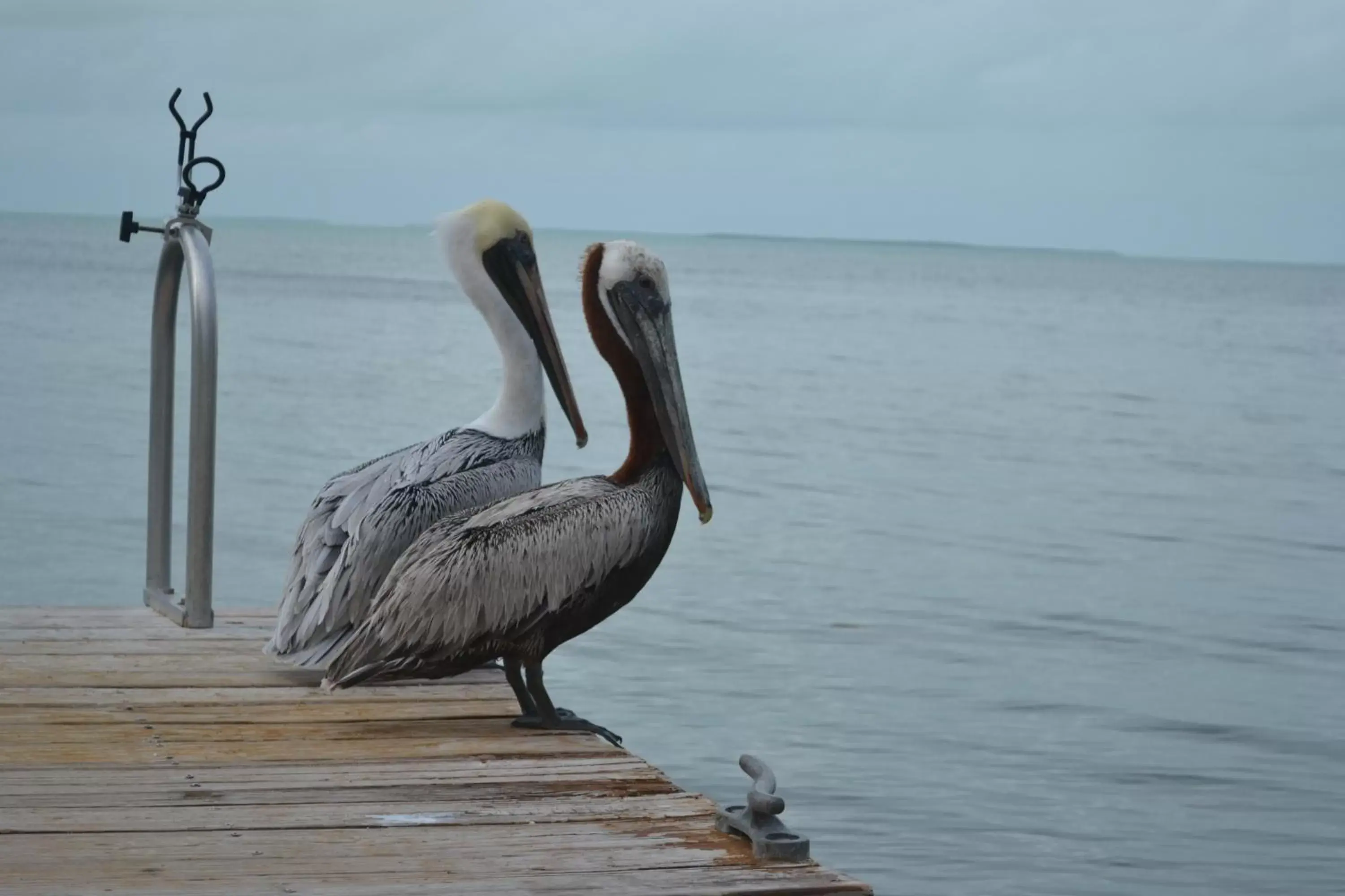 Animals, Other Animals in La Jolla Resort