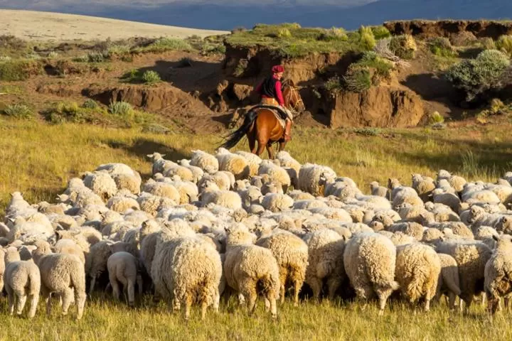 Other Animals in Hostería El Galpón Del Glaciar