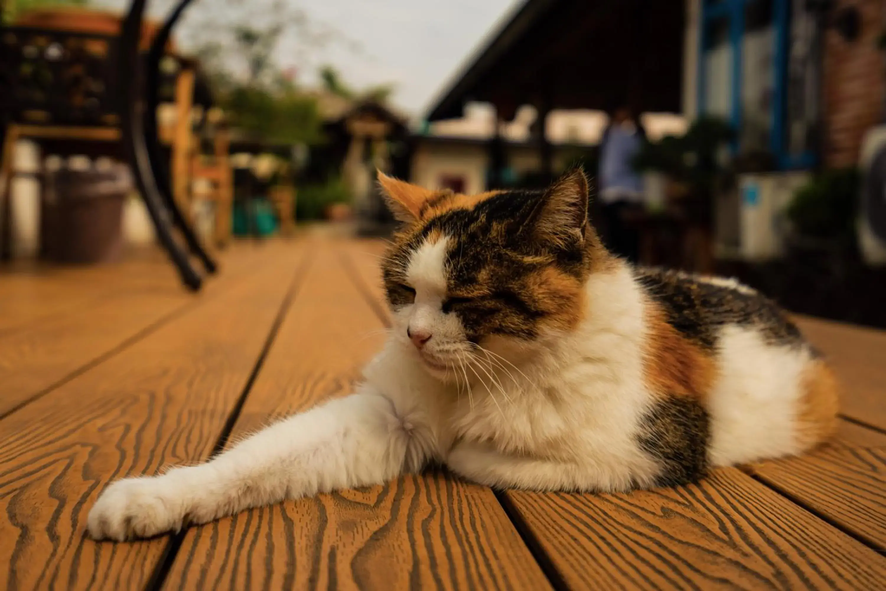 Pets in Chengdu Dreams Travel International Youth Hostel