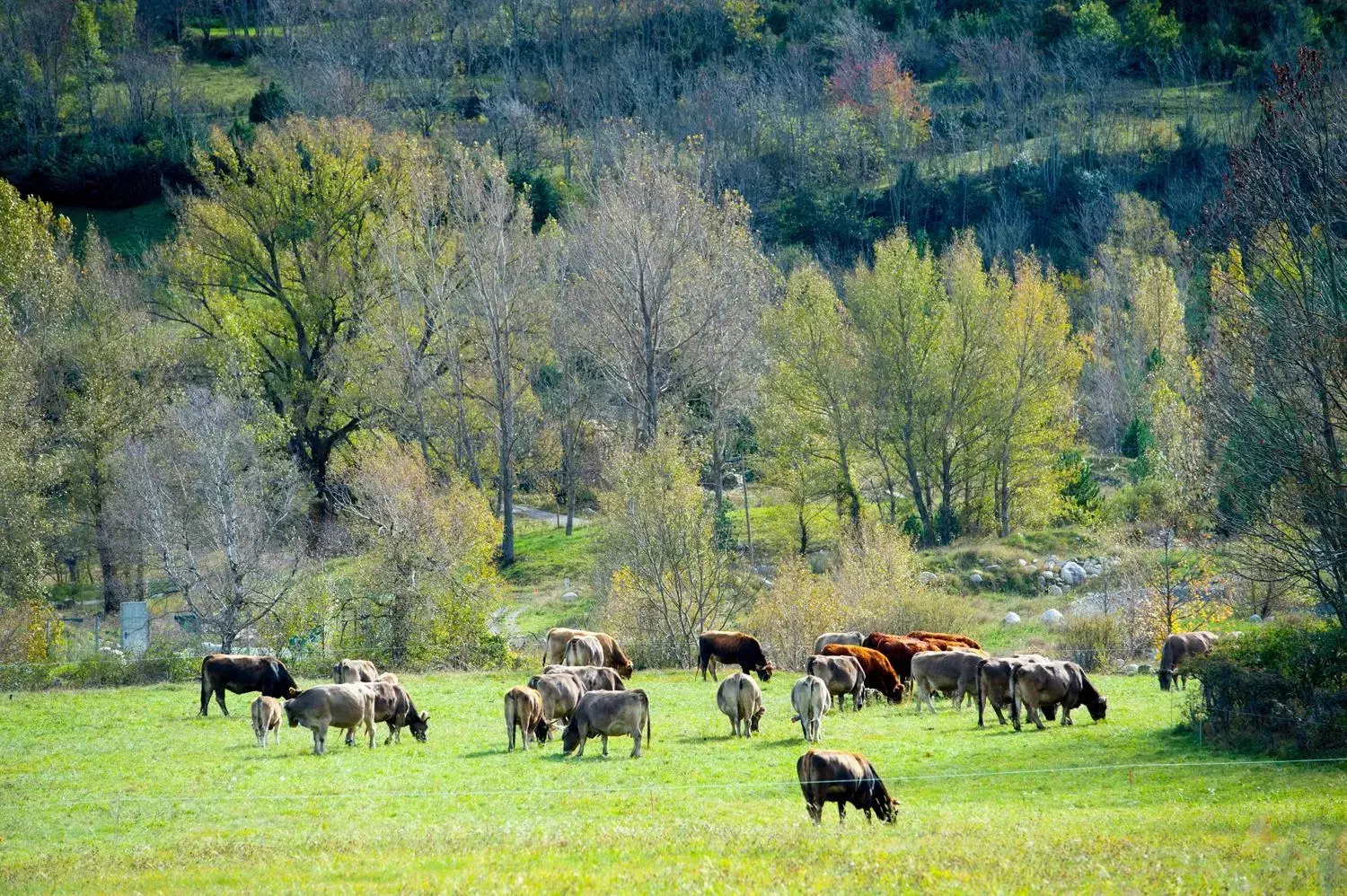 Natural landscape, Other Animals in SOMMOS Hotel Aneto