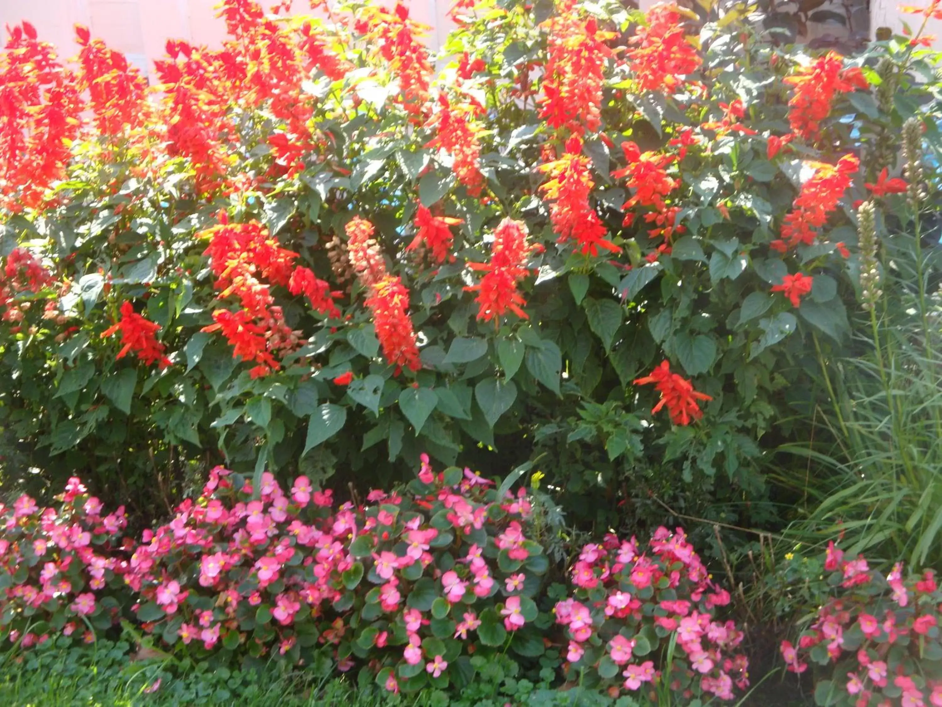 Garden in Maple Leaf Inn Lake Placid