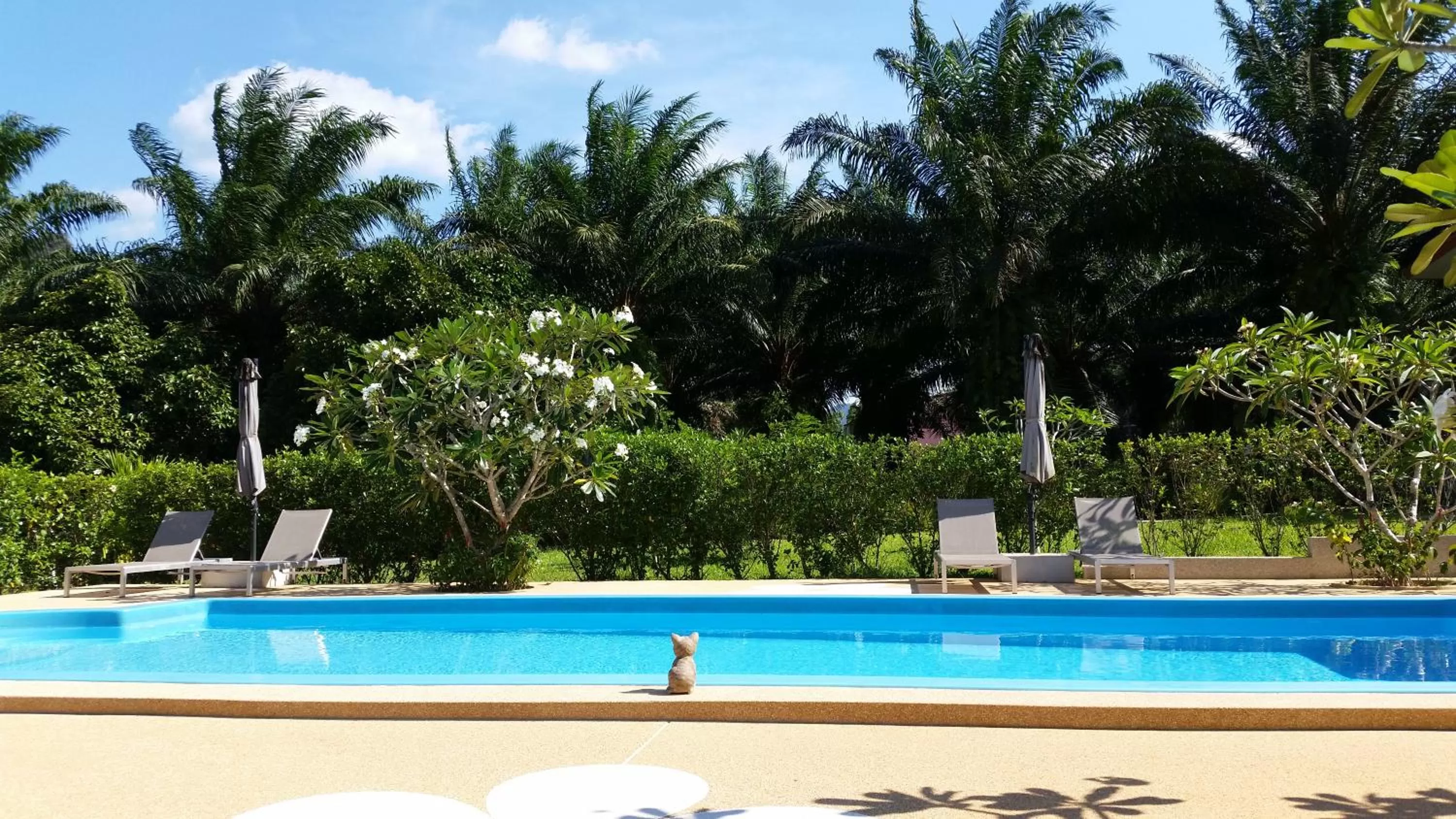 Swimming pool in Khao Sok Jasmine Garden Resort - SHA Certified