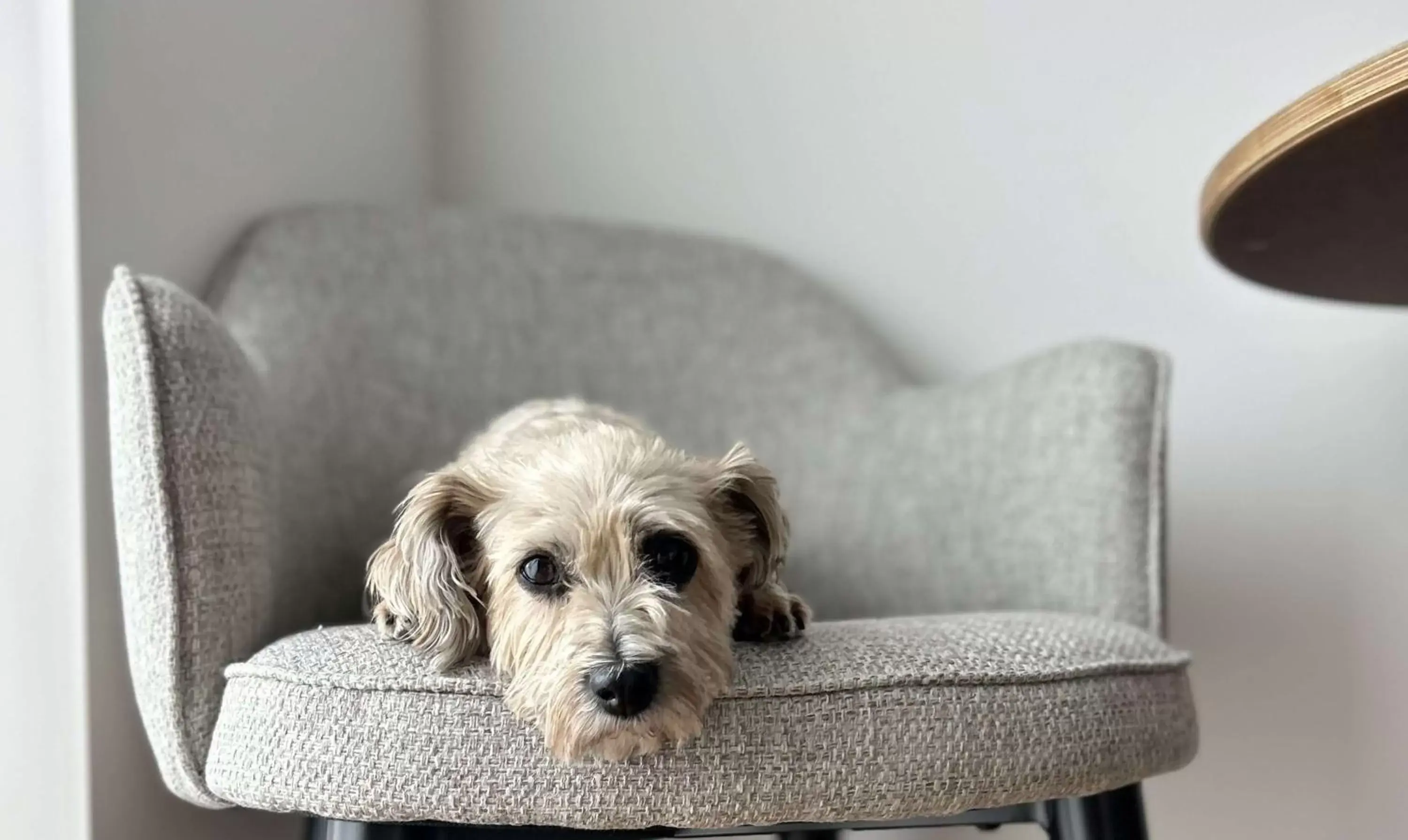Bedroom, Pets in Ten Hotel BW Signature Collection Bedroom, Pets in Ten Hotel BW Signature Collection