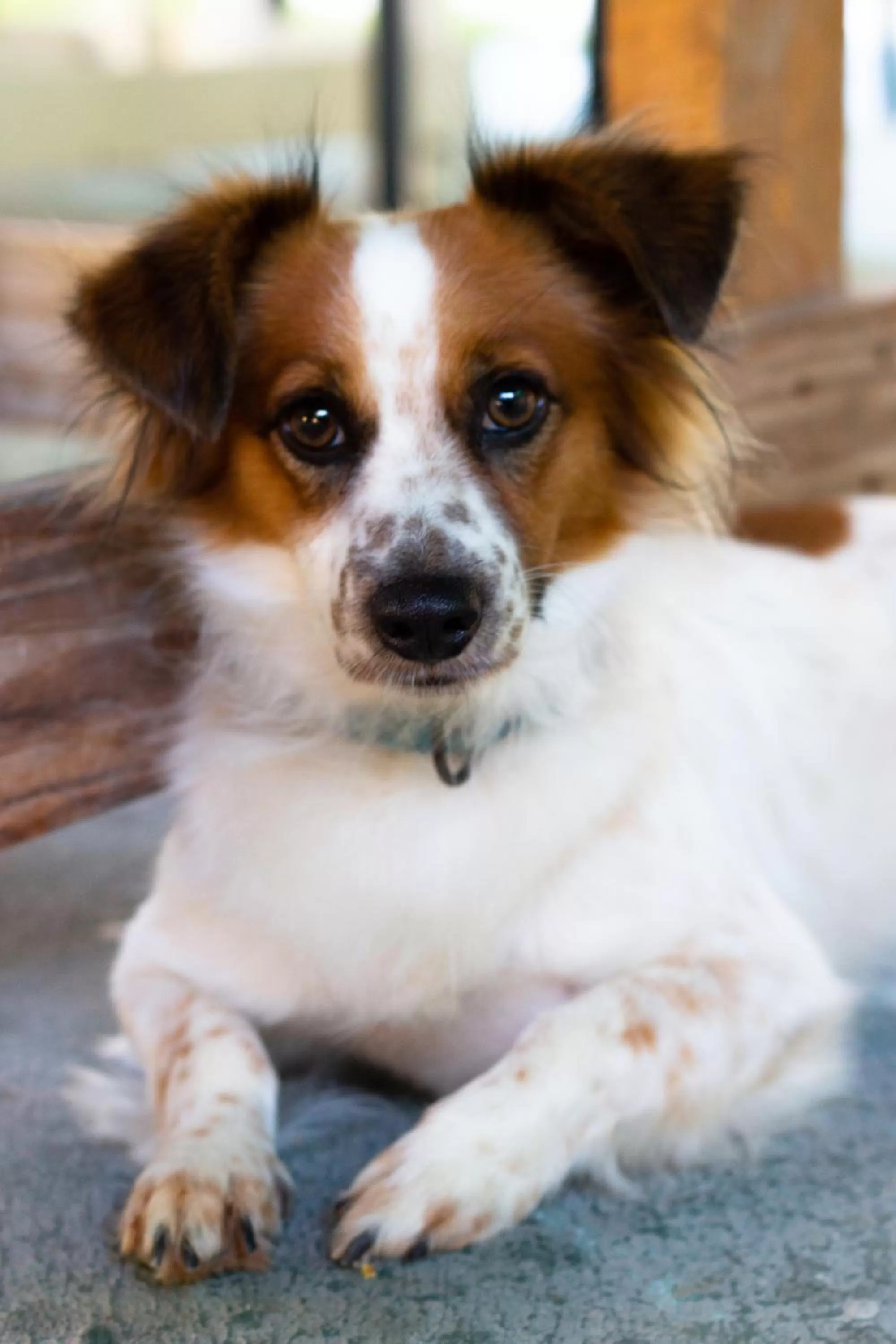 Pets in Riviera Punta Cana Eco Travelers