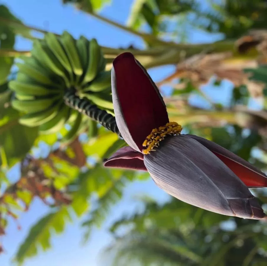 Villa Cajou chambres d'hôtes chez l'habitant et Zanzibar cottage
