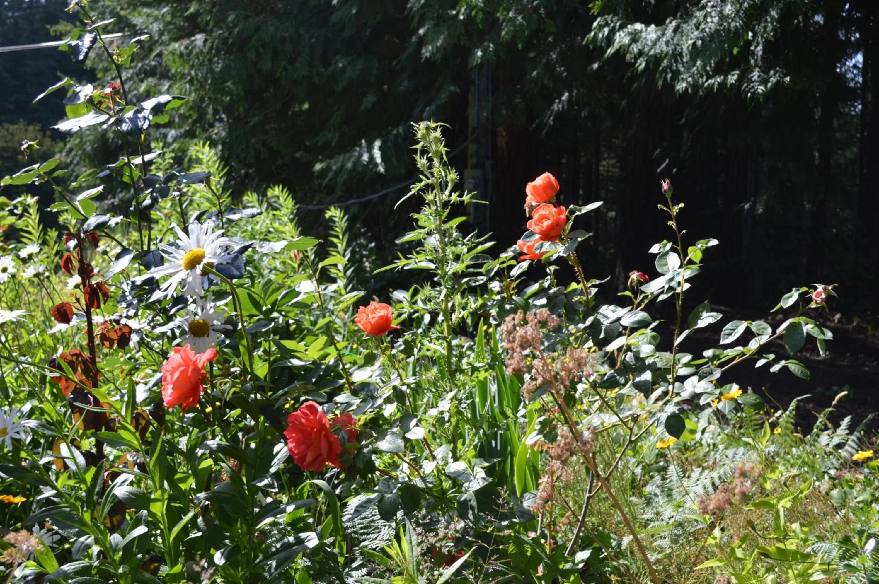 Day, Garden in Armand Heights