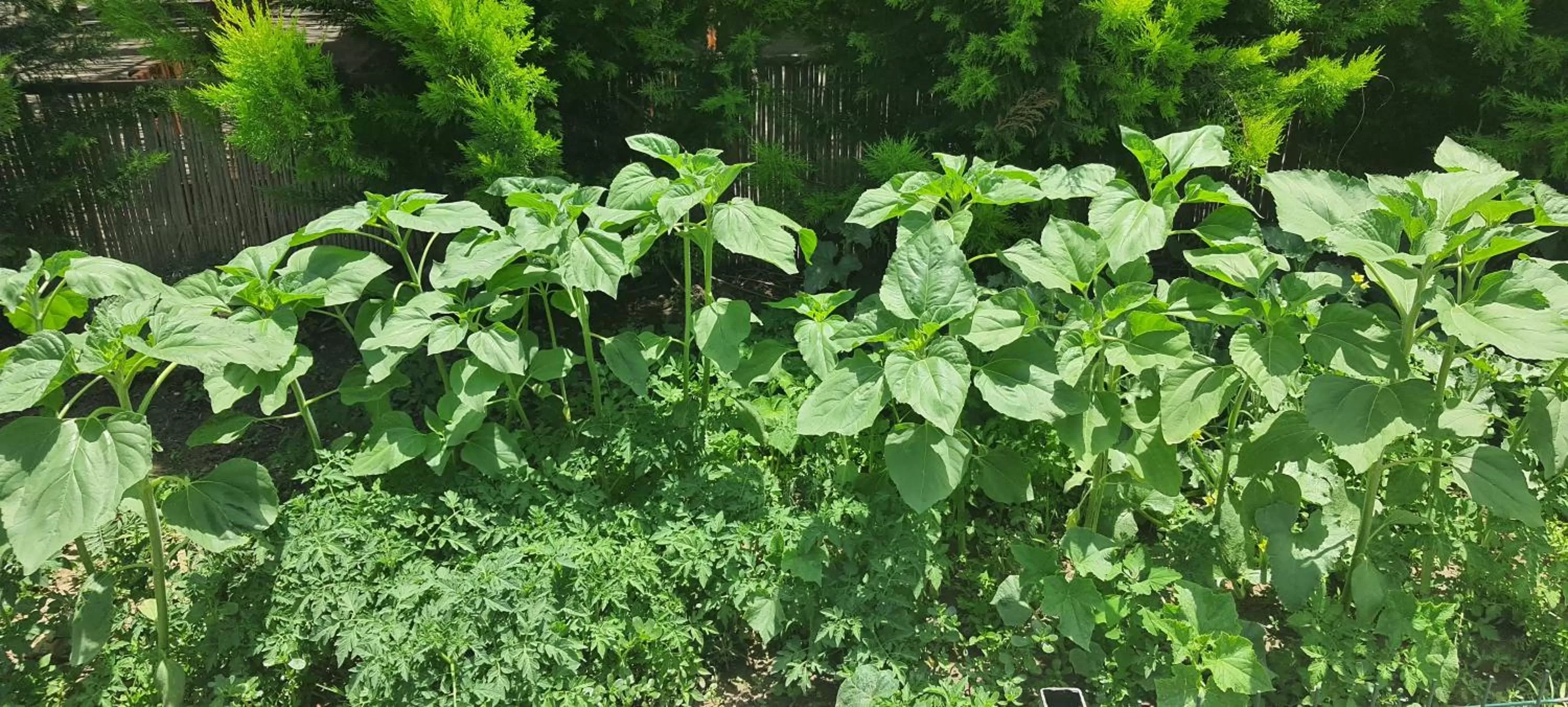 Garden in Grand Yayla Hotel