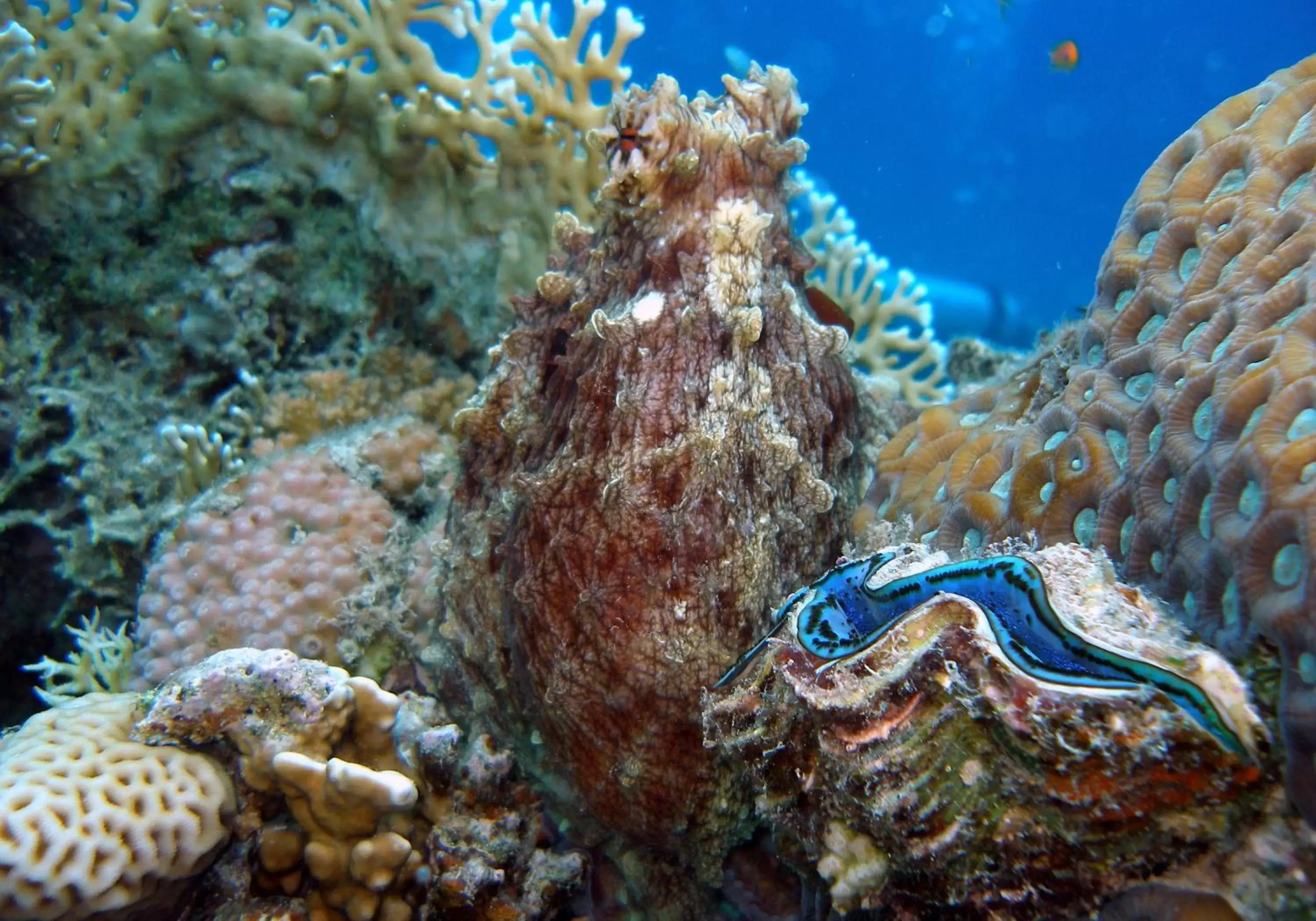 Snorkeling, Other Animals in Coral Sun Beach