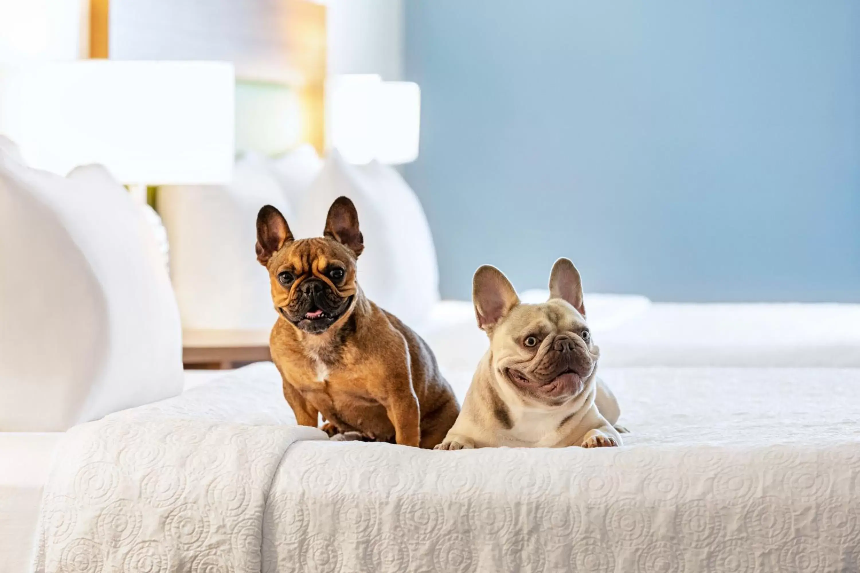 Pets in Home2 Suites by Hilton Lubbock