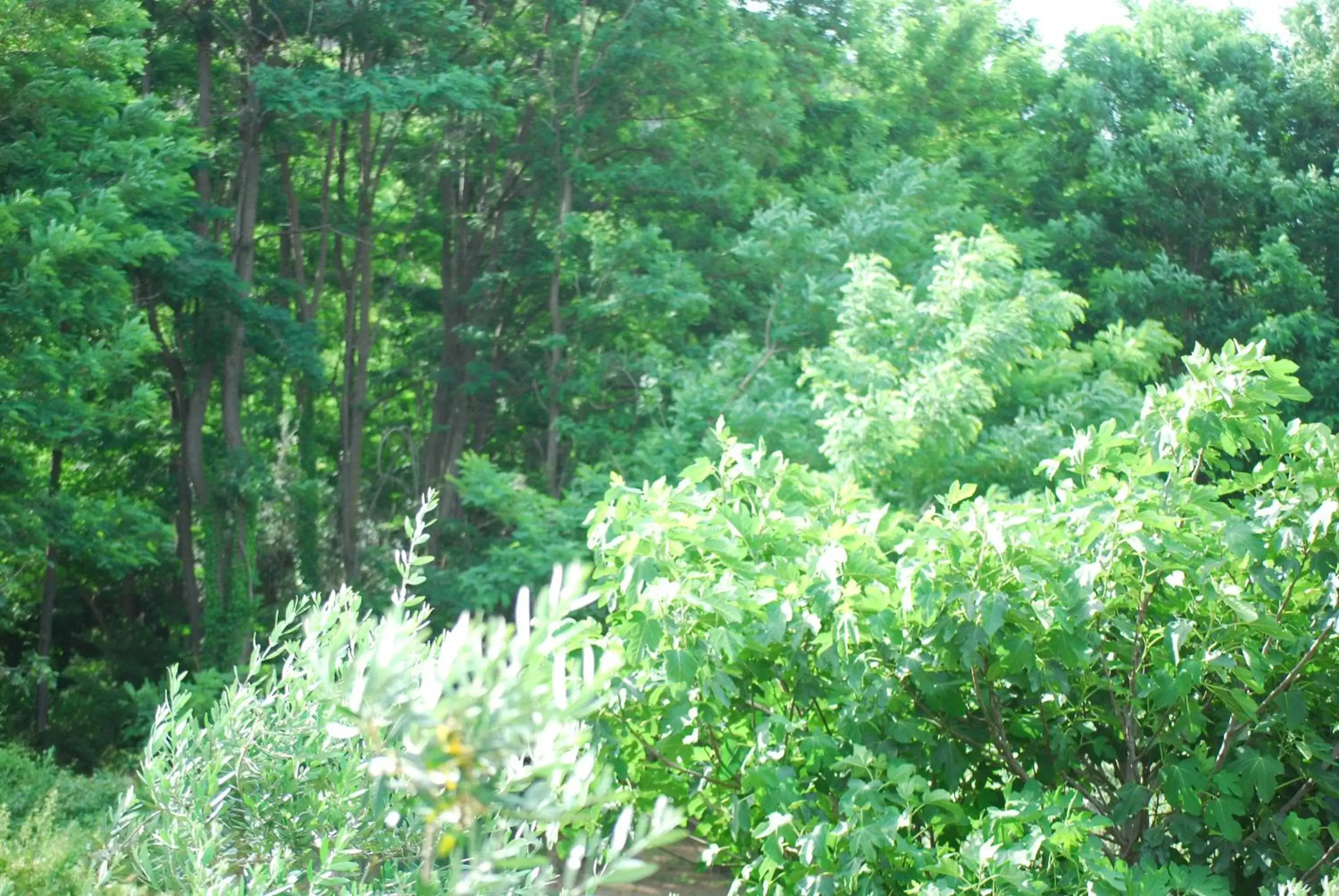 Garden in Palazzo Conforti Tree House Resort