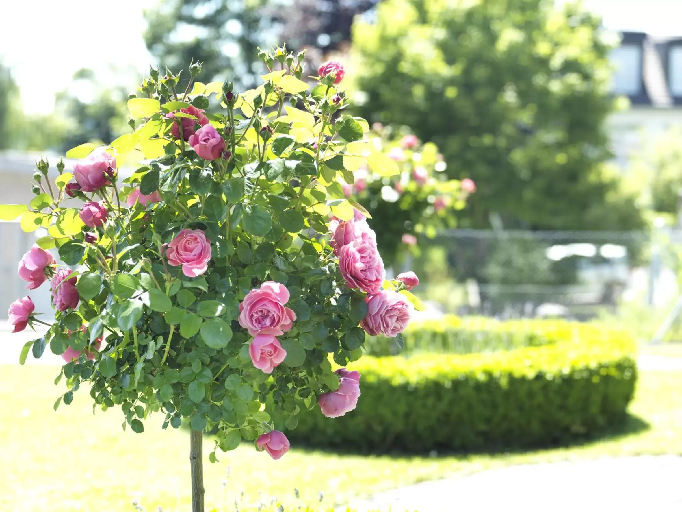 Garden in Alpenheim