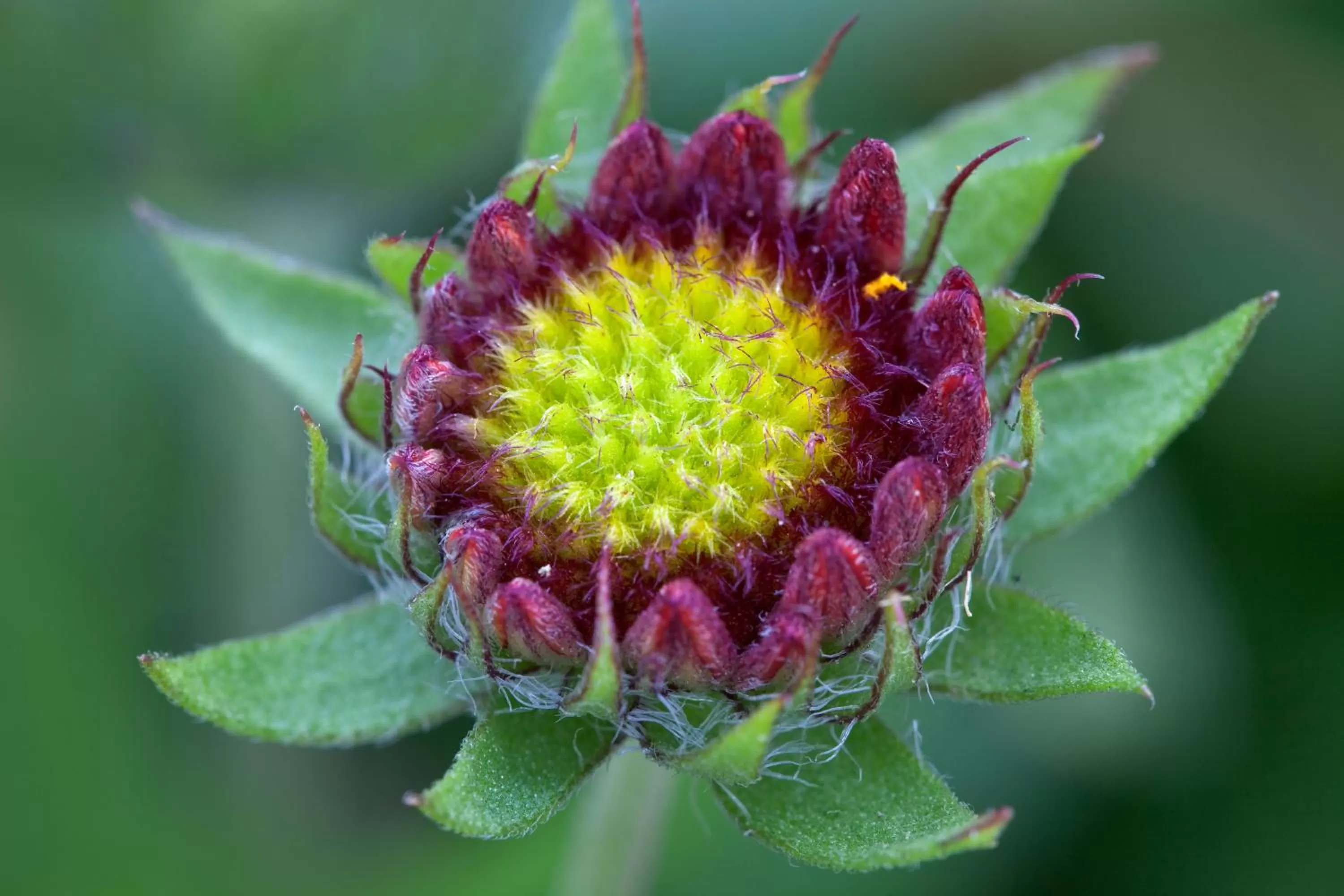Facade/entrance in Hotel Residence La Rosa