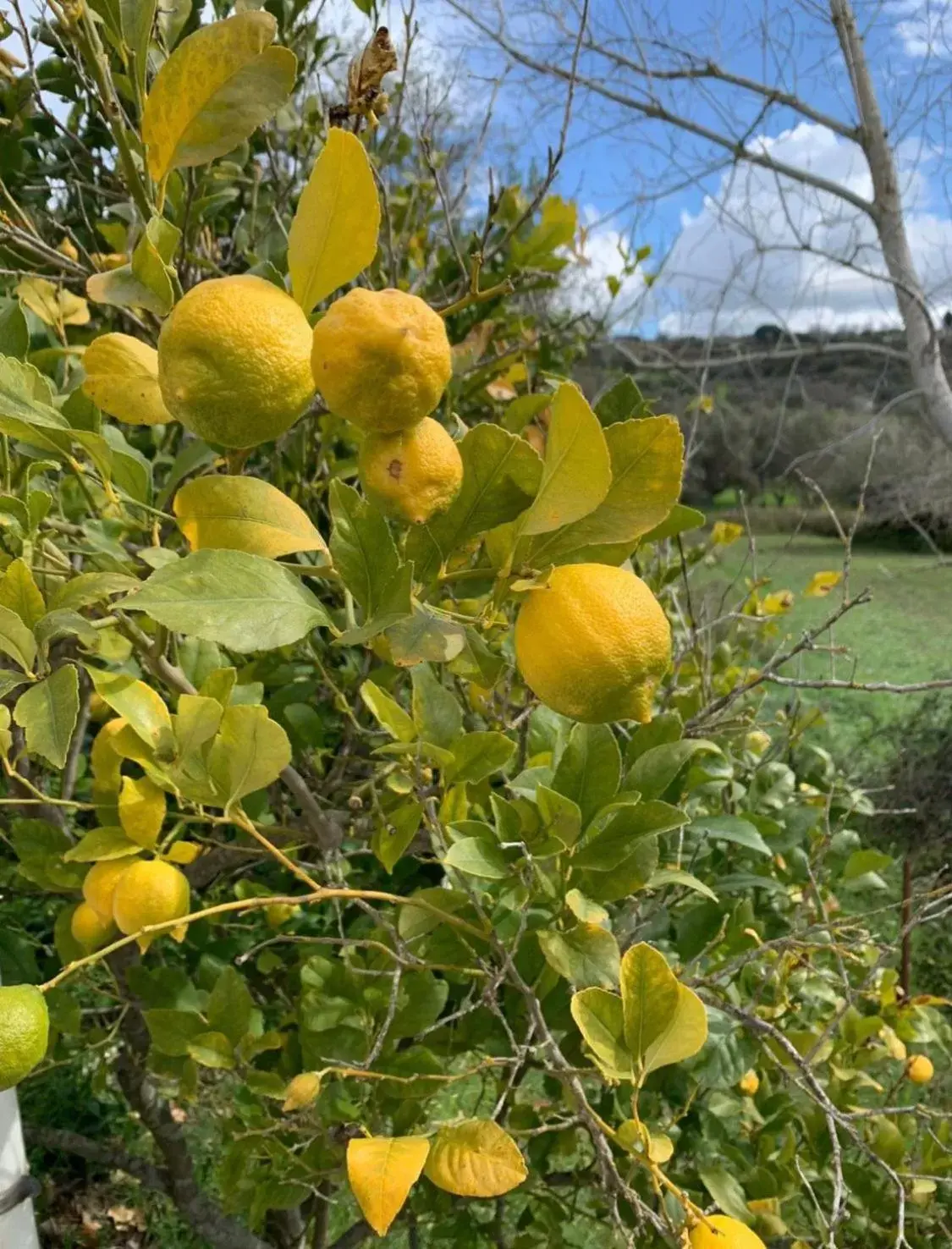 Day, Garden in B&B Villa Bentivoglio