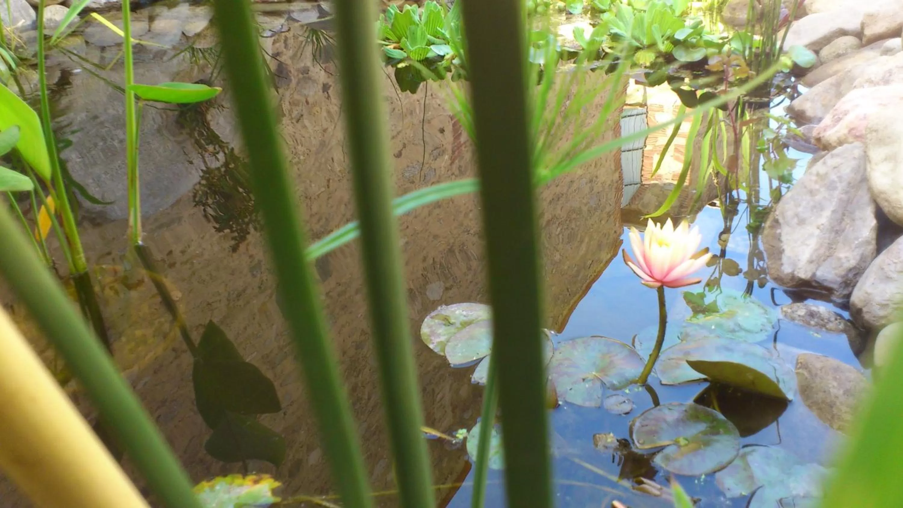 Garden in Domaine De La Tannerie chambres d'hôtes et appartements