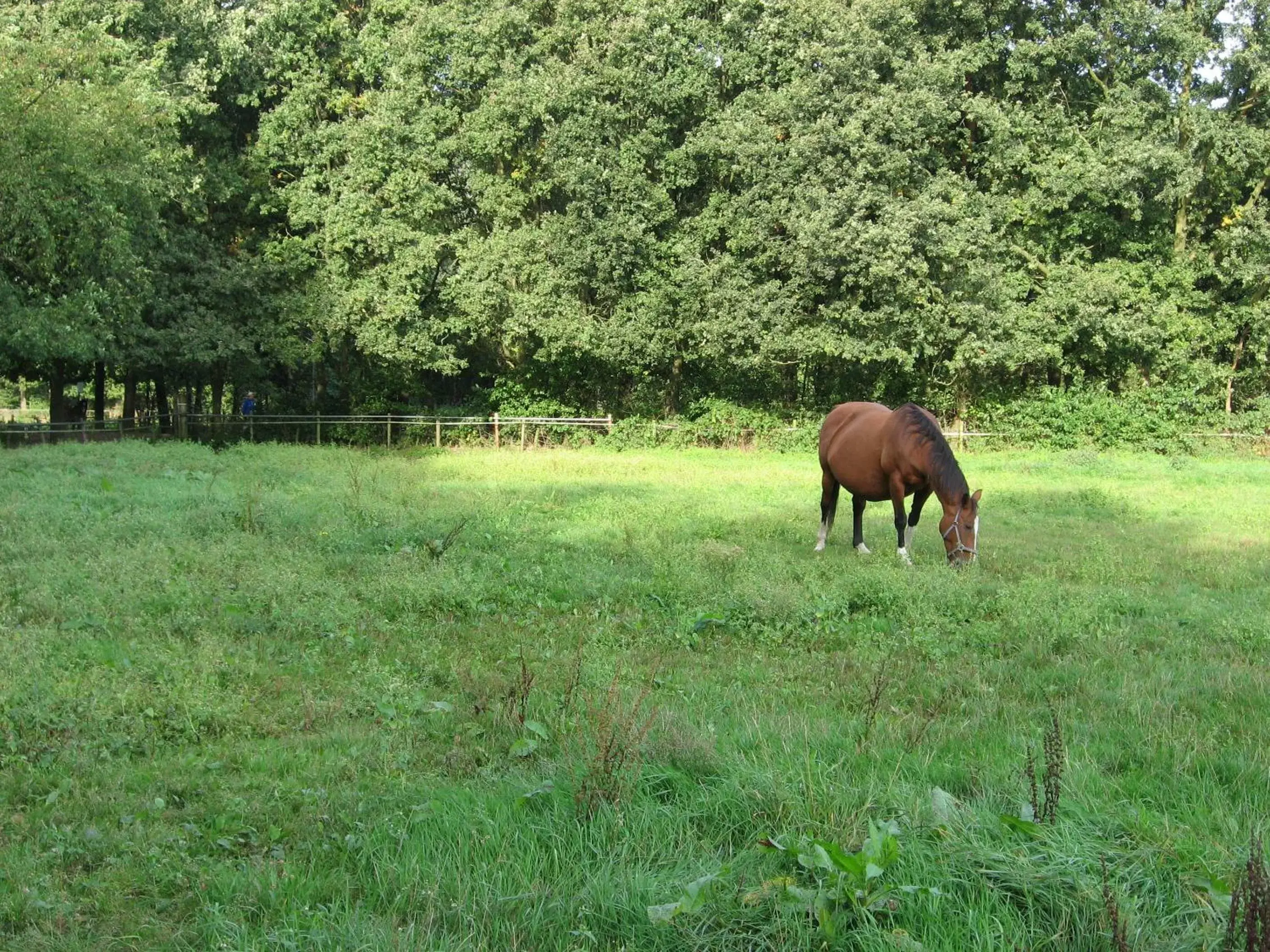 Bird's eye view, Other Animals in Rustpunt Groote Heide