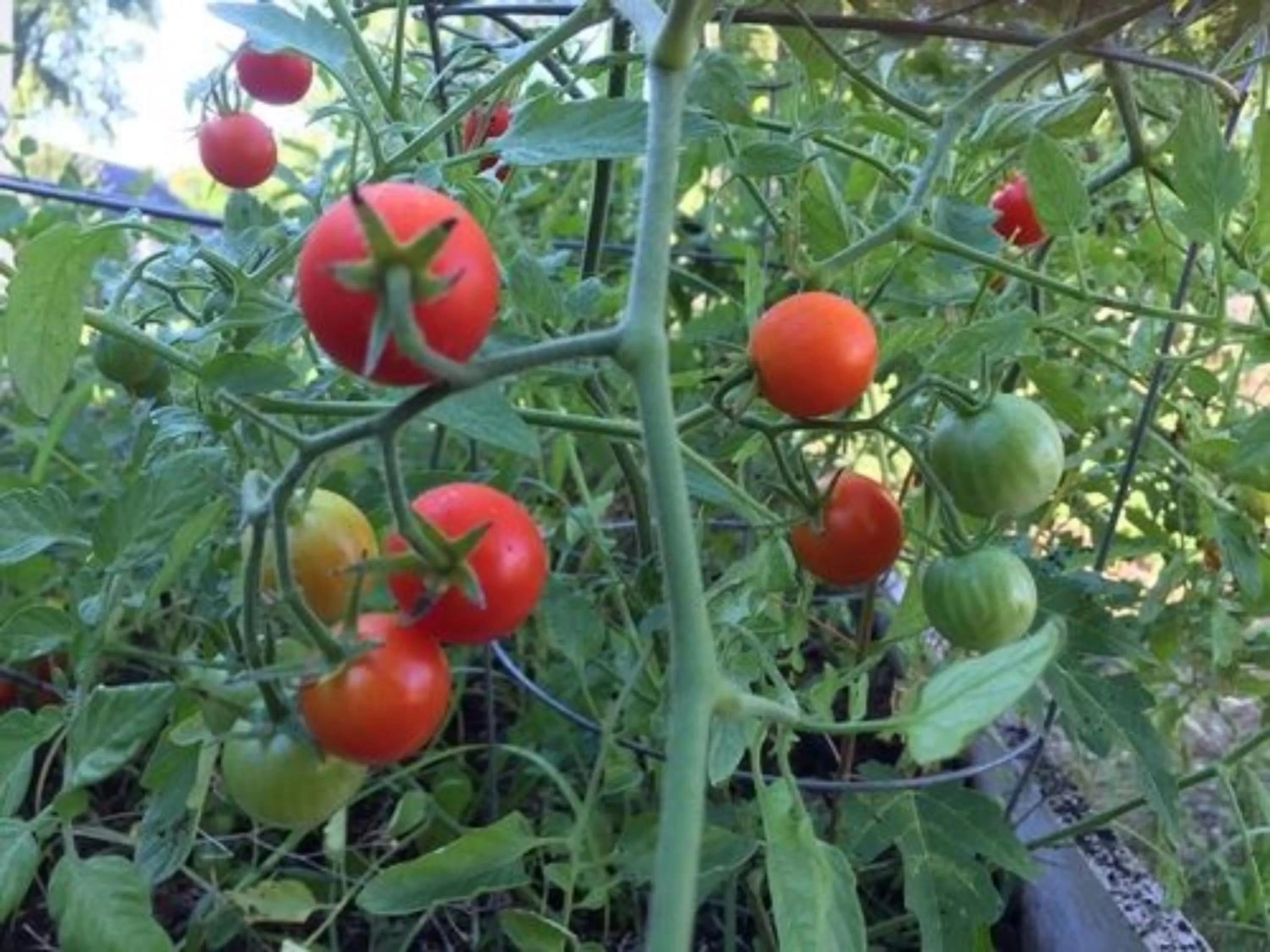 Property building in Dragonfly Bed and Breakfast