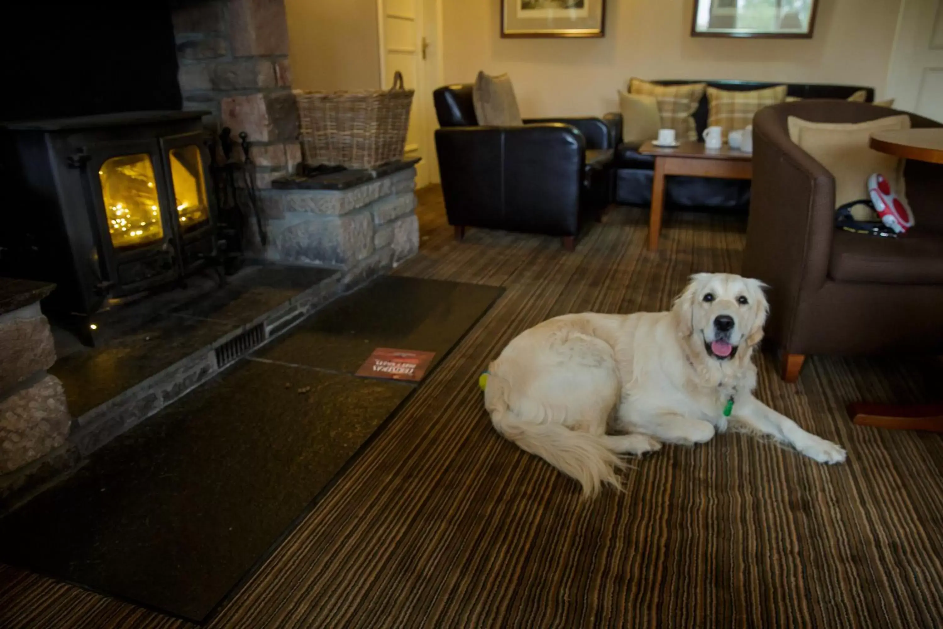 Pets in The Murray Park Hotel