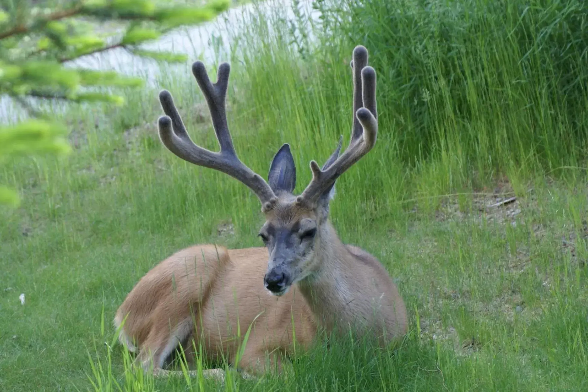 Garden, Other Animals in Alpenglow Bed and Breakfast