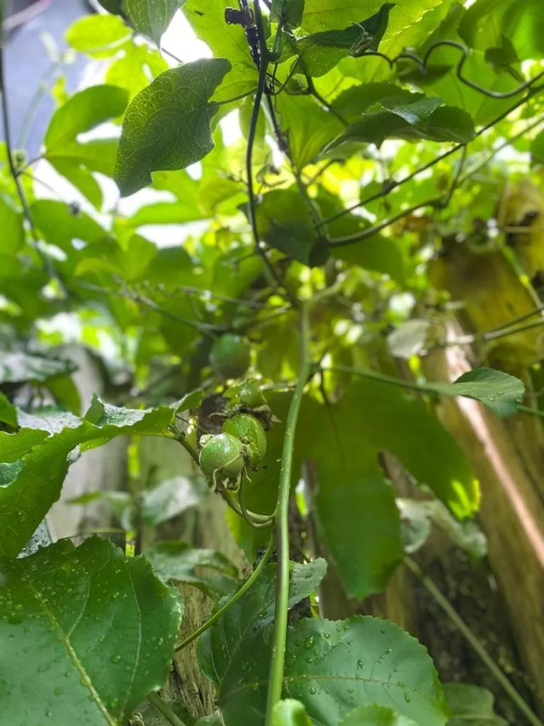 Hotel Camino Surreal Xilitla