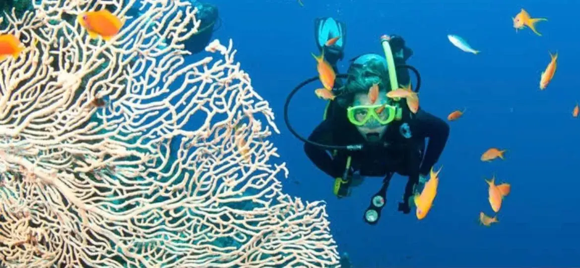 Snorkeling in Luxury apartment two