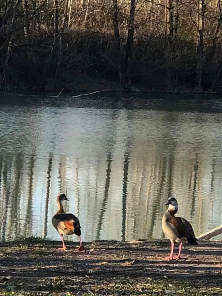 Fishing, Other Animals in La Casa di Valeria - Modena