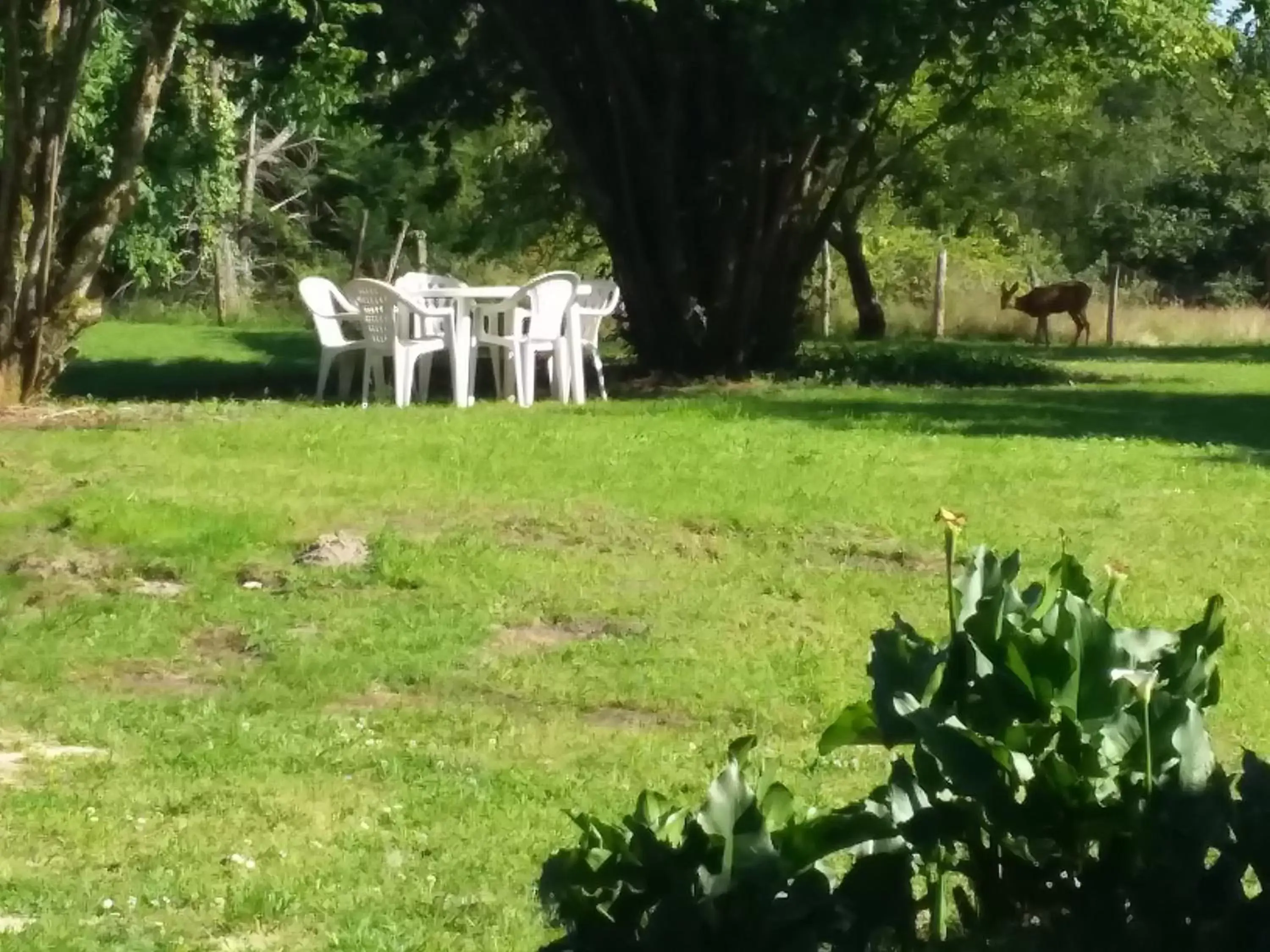 Garden in maison d'hôtes labastide