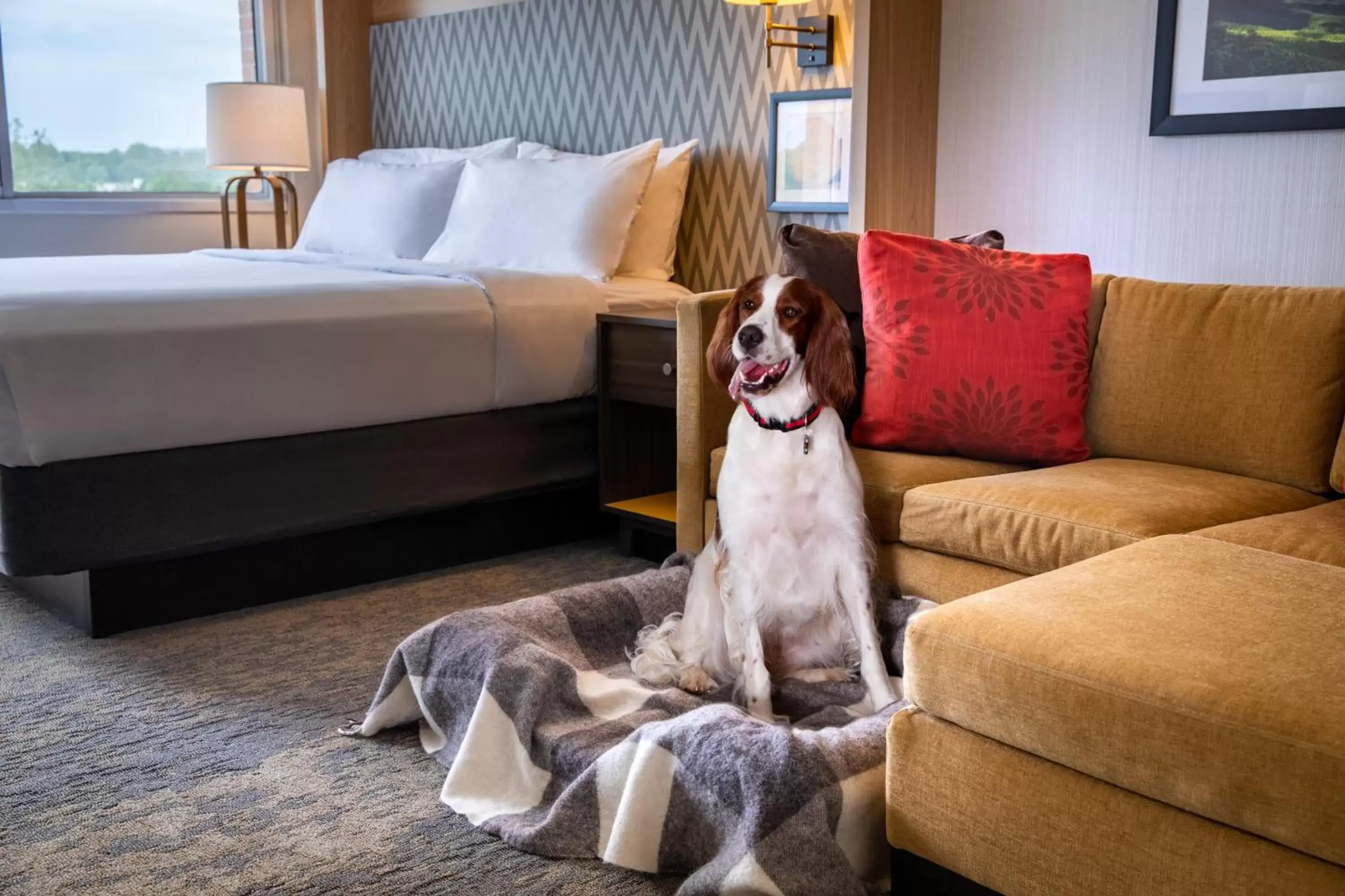 Pets in Holiday Inn Charlottesville-Monticello, an IHG Hotel