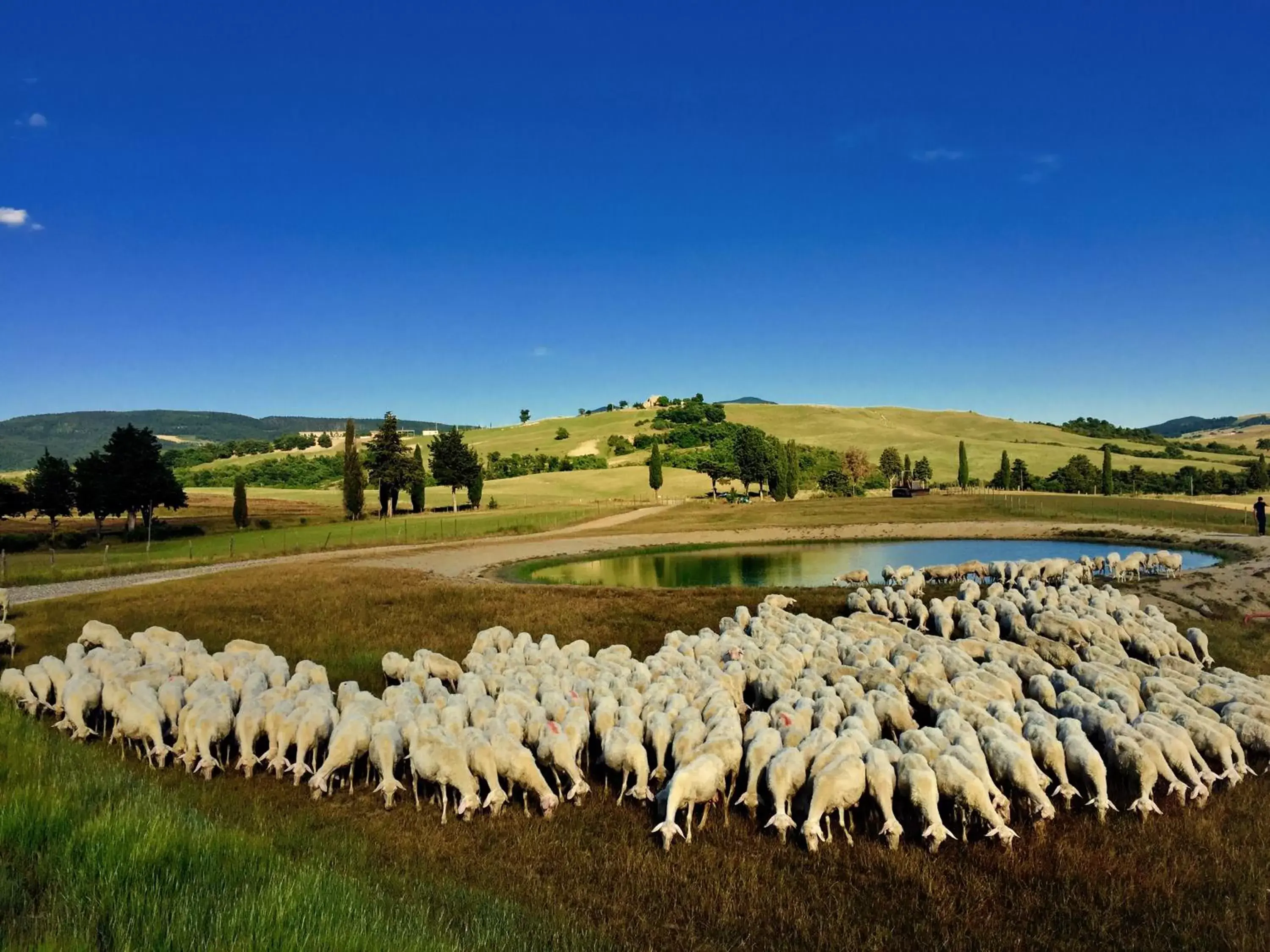 Property building, Other Animals in RELAIS VAL D'ORCIA