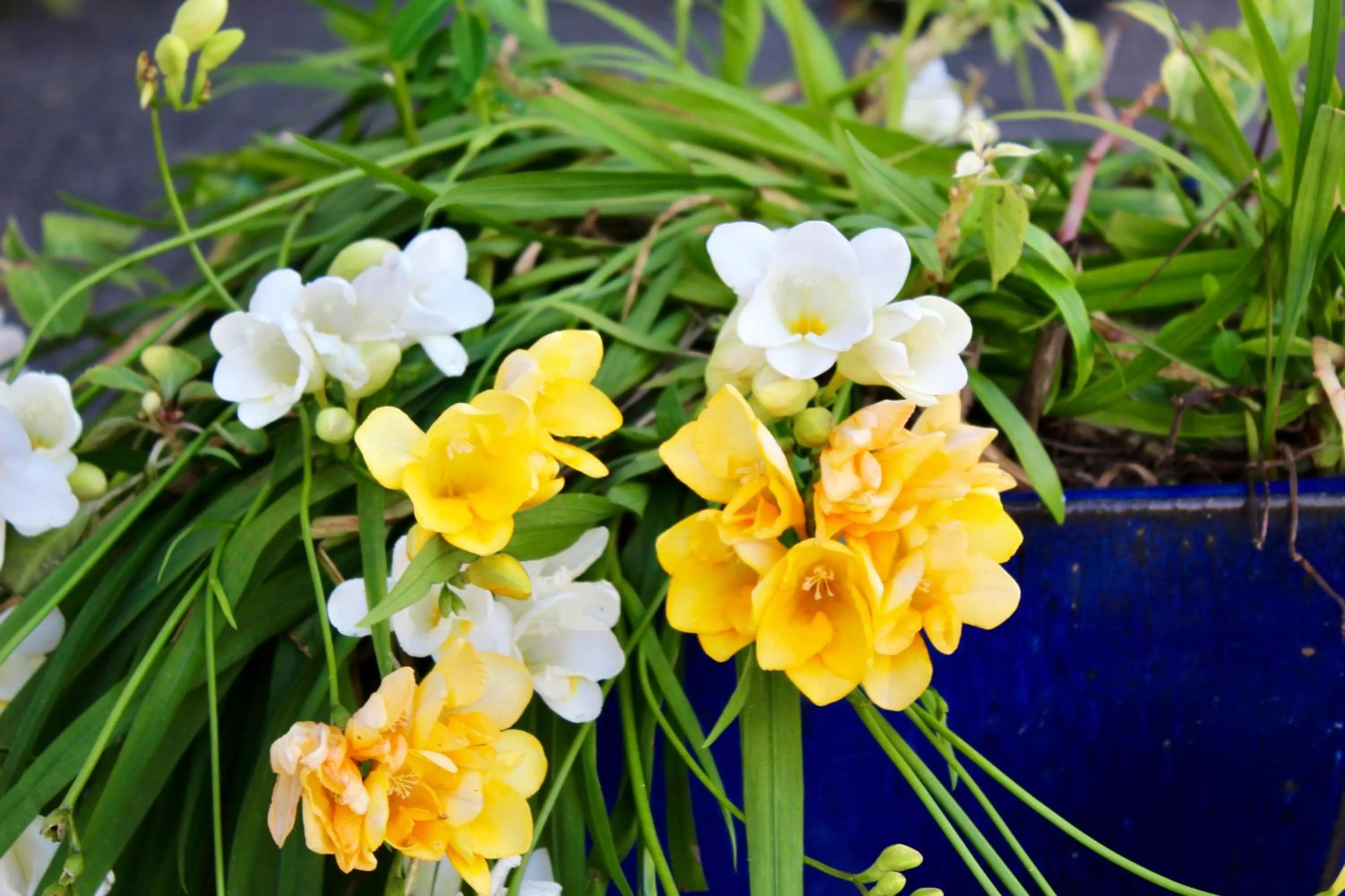 Garden, Swimming Pool in Arohanui Rural Retreat B&B