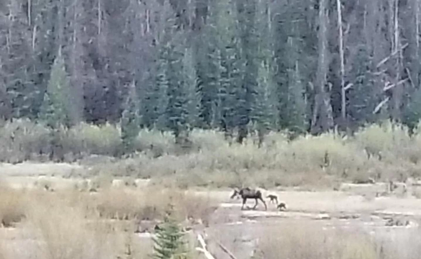 Property building in Alpine Moose Lodge