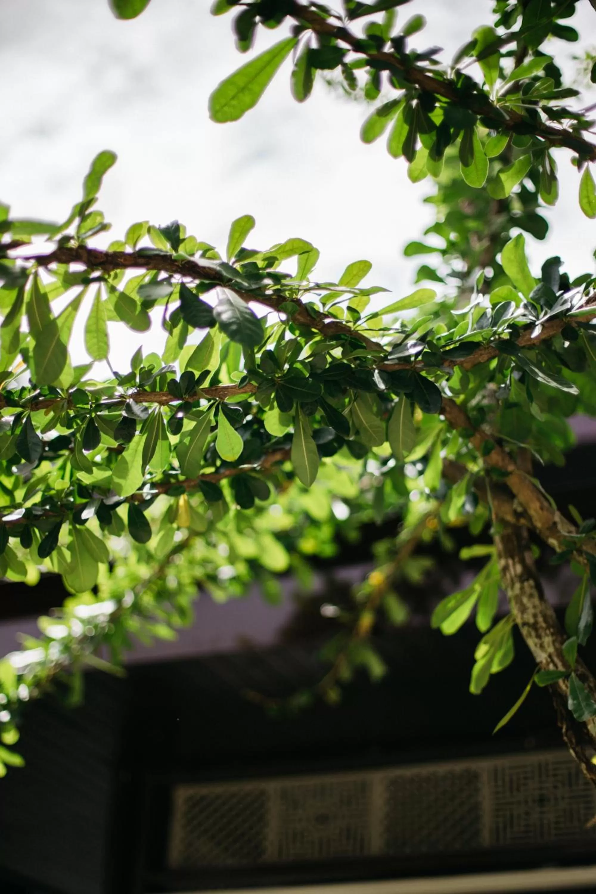 Day in Diamond Park Inn Chiangrai & Resort