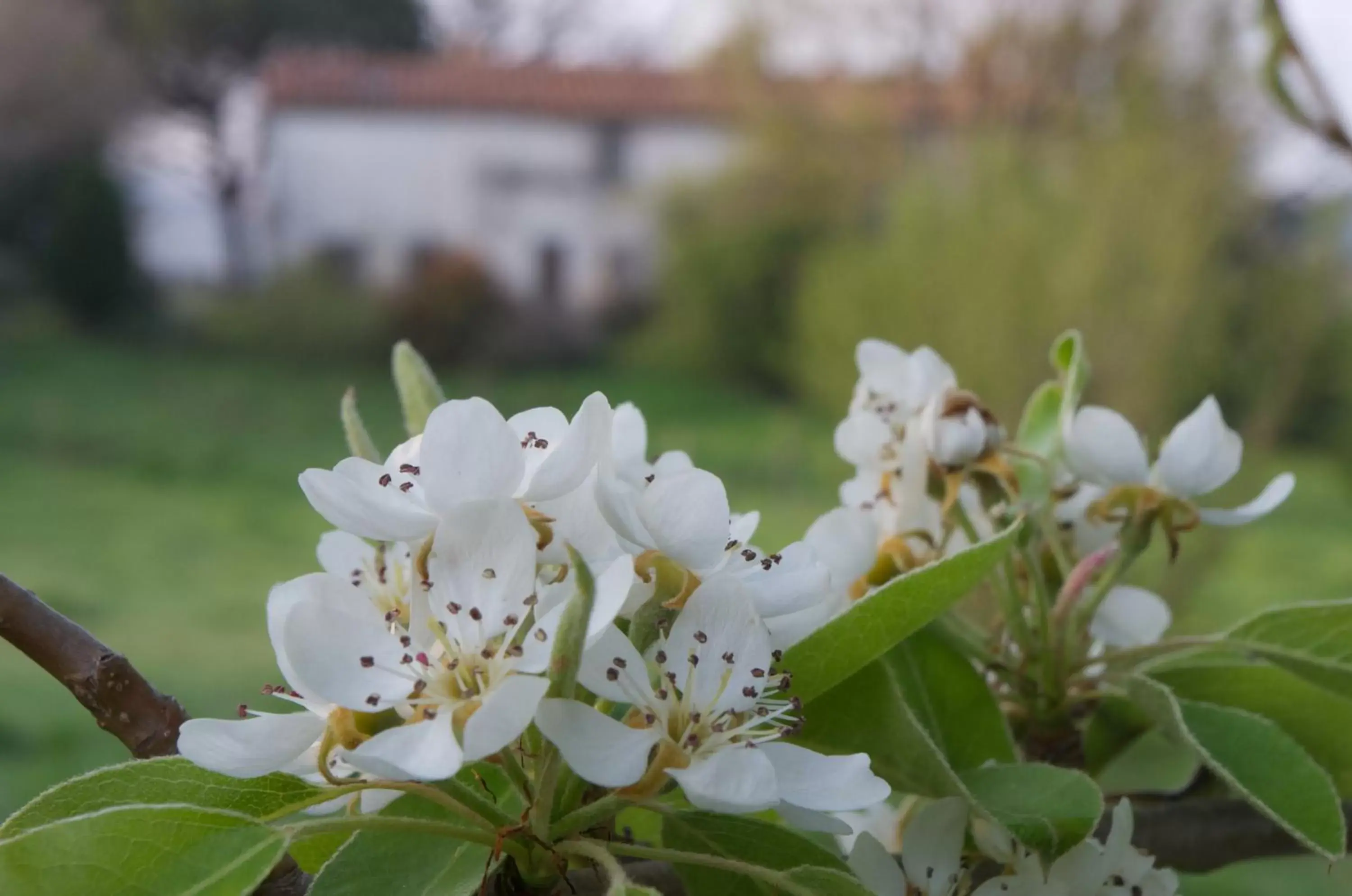 Other, Garden in Podere Pinzicalari