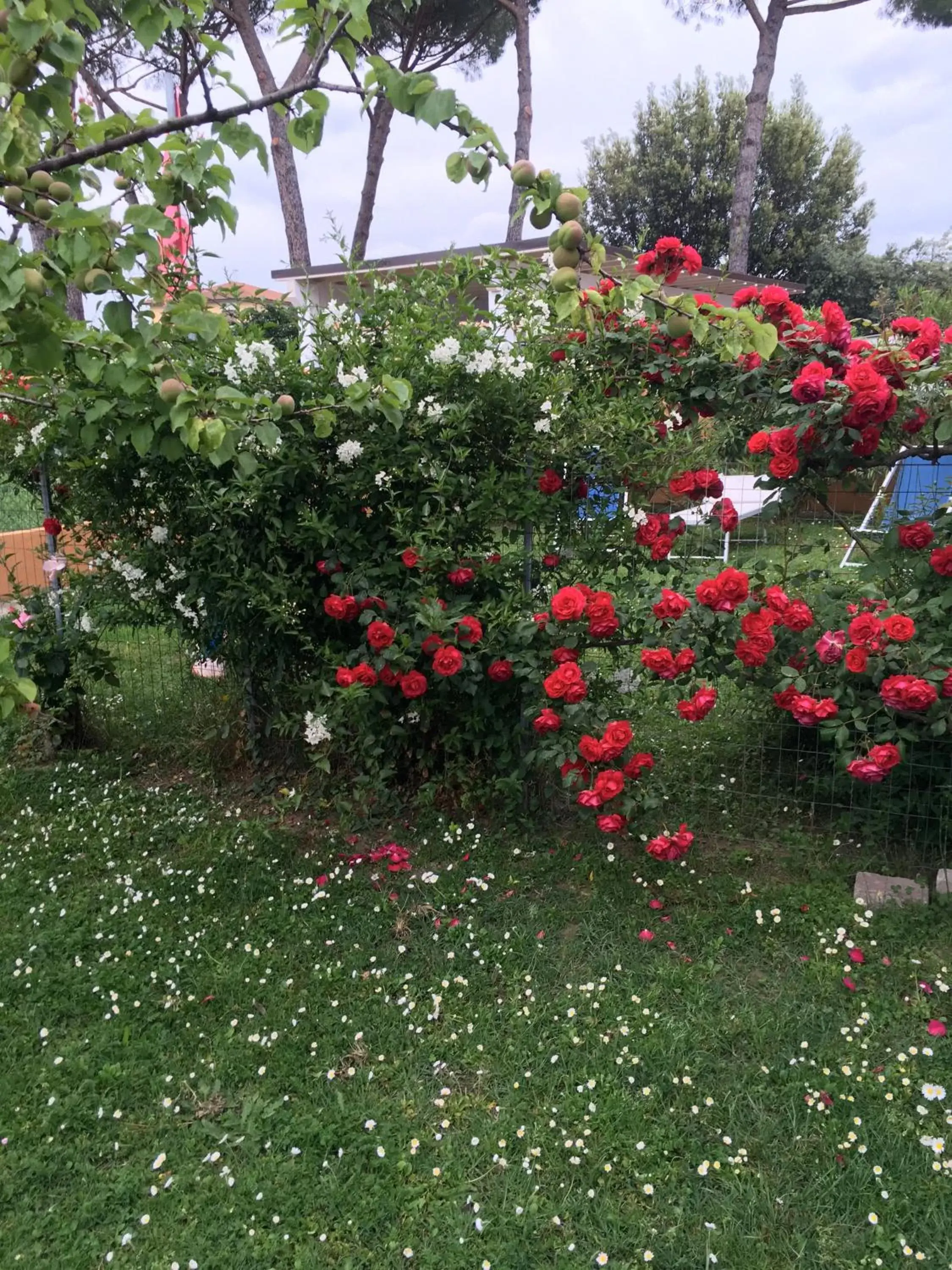 Spring, Garden in B&B SoleLuna