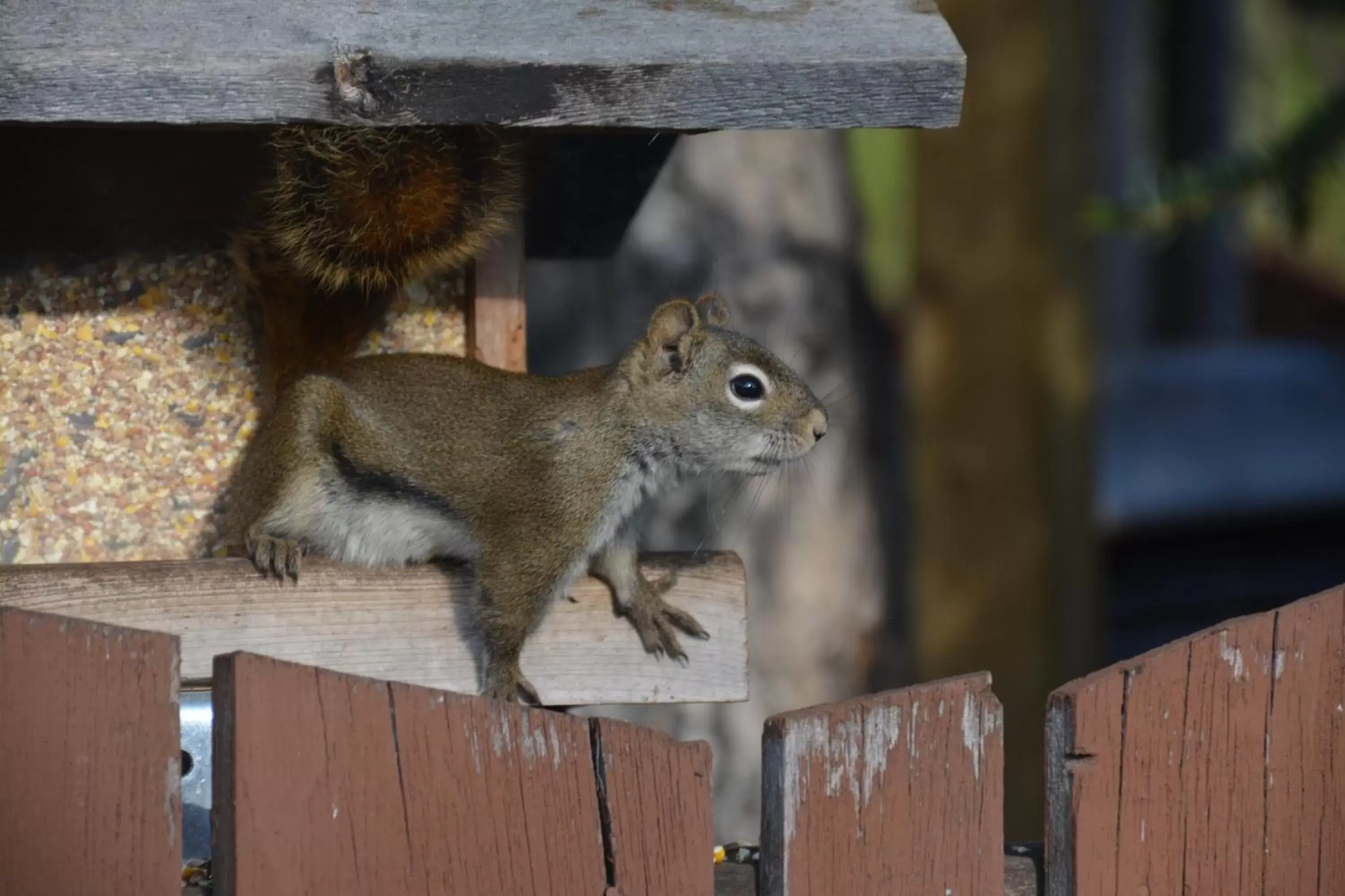 Other Animals in Northway Motor Inn