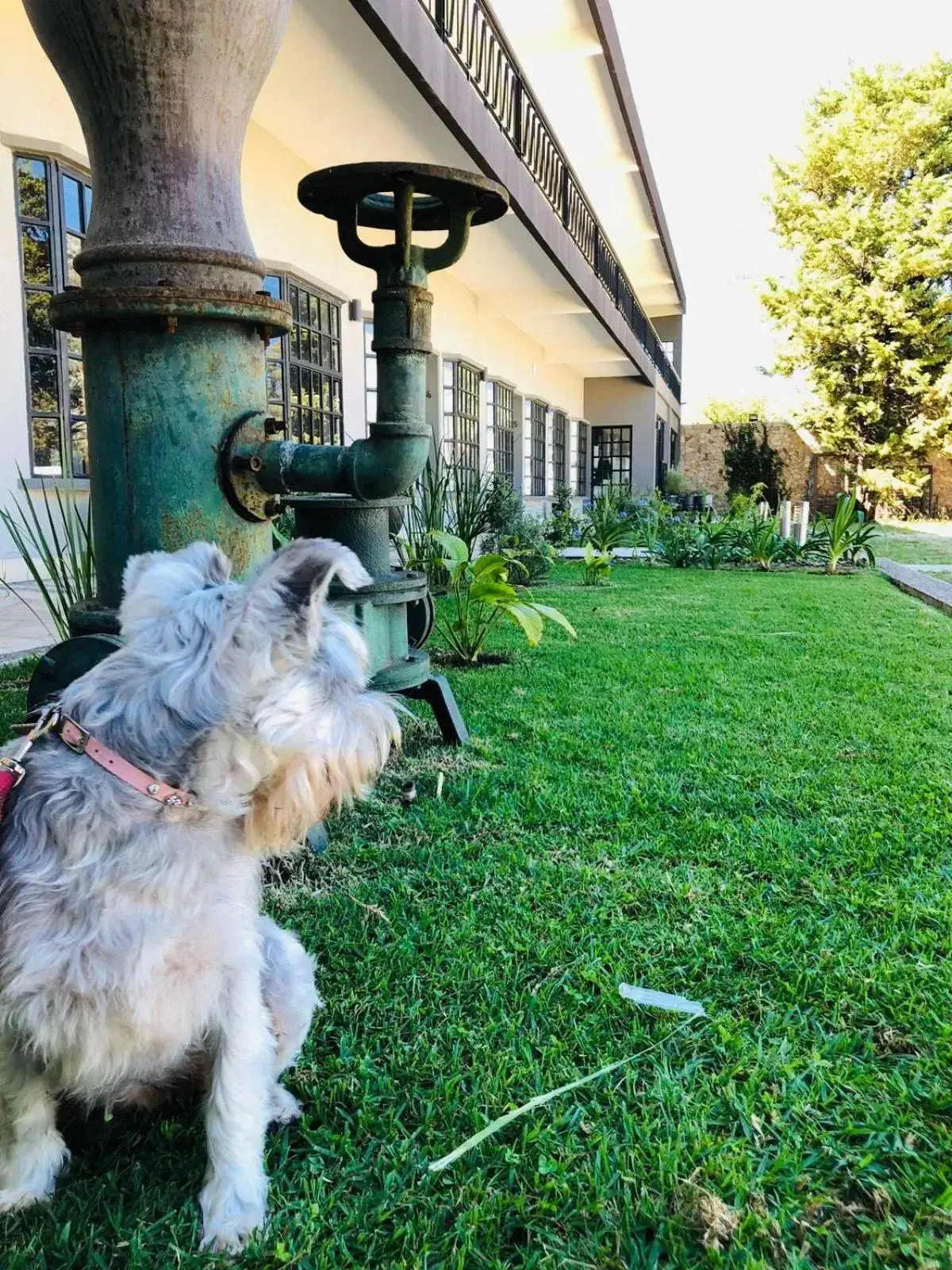 Garden in Hotel Rocaval San Cristóbal de las Casas