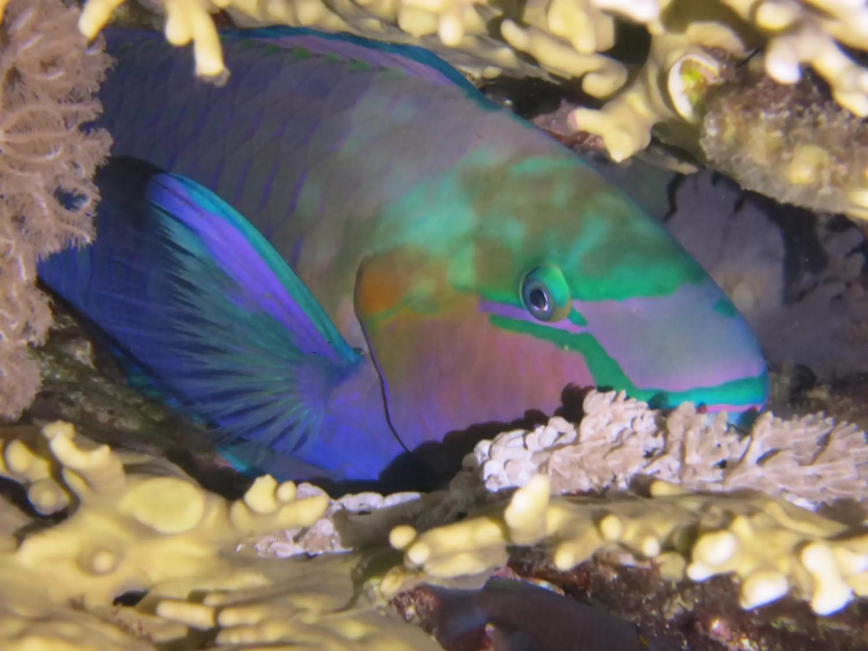 Snorkeling, Other Animals in Coral Sun Beach