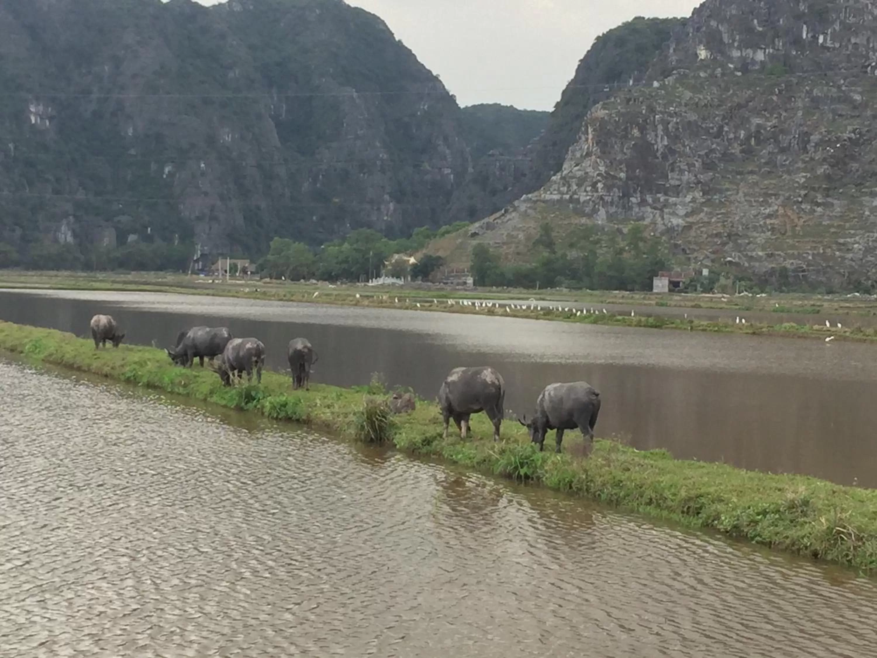 Natural landscape in Tam Coc Vinh Thinh Homestay