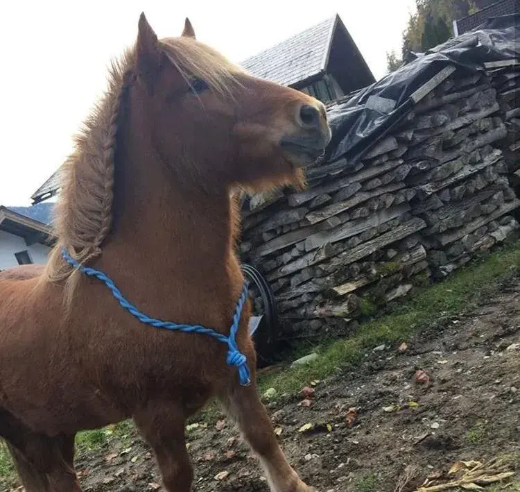 Animals, Pets in Hettlerhof